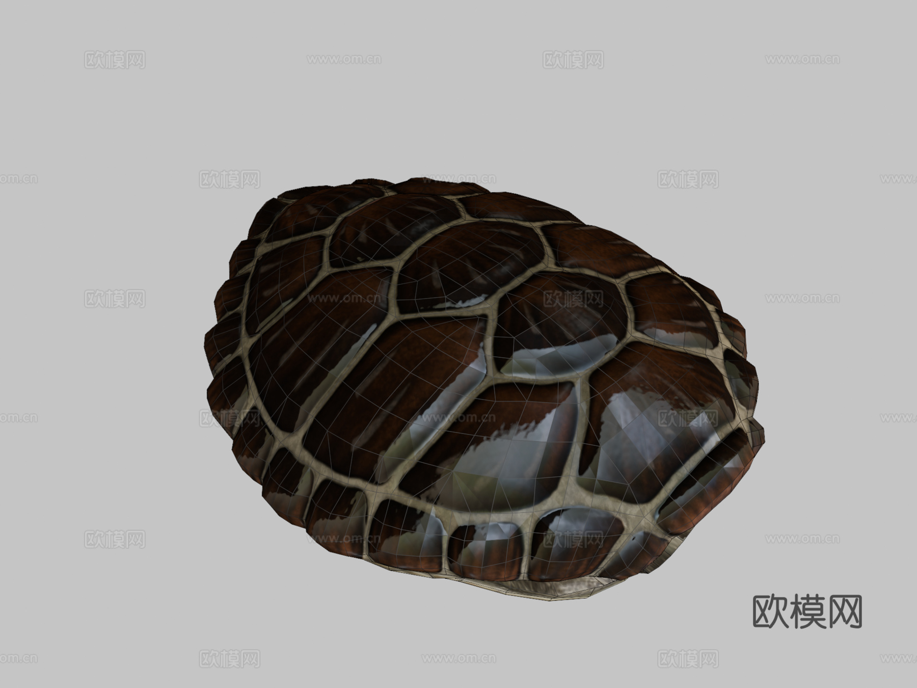 绿海龟3d模型下载（渲染图2）