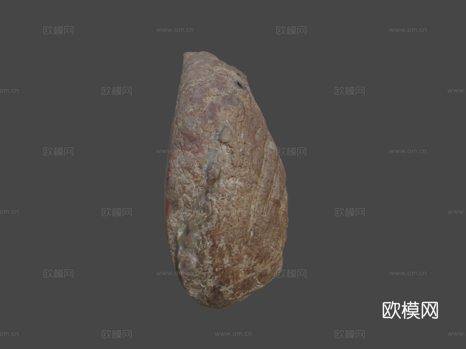 鲍鱼壳3d模型下载（渲染图6）