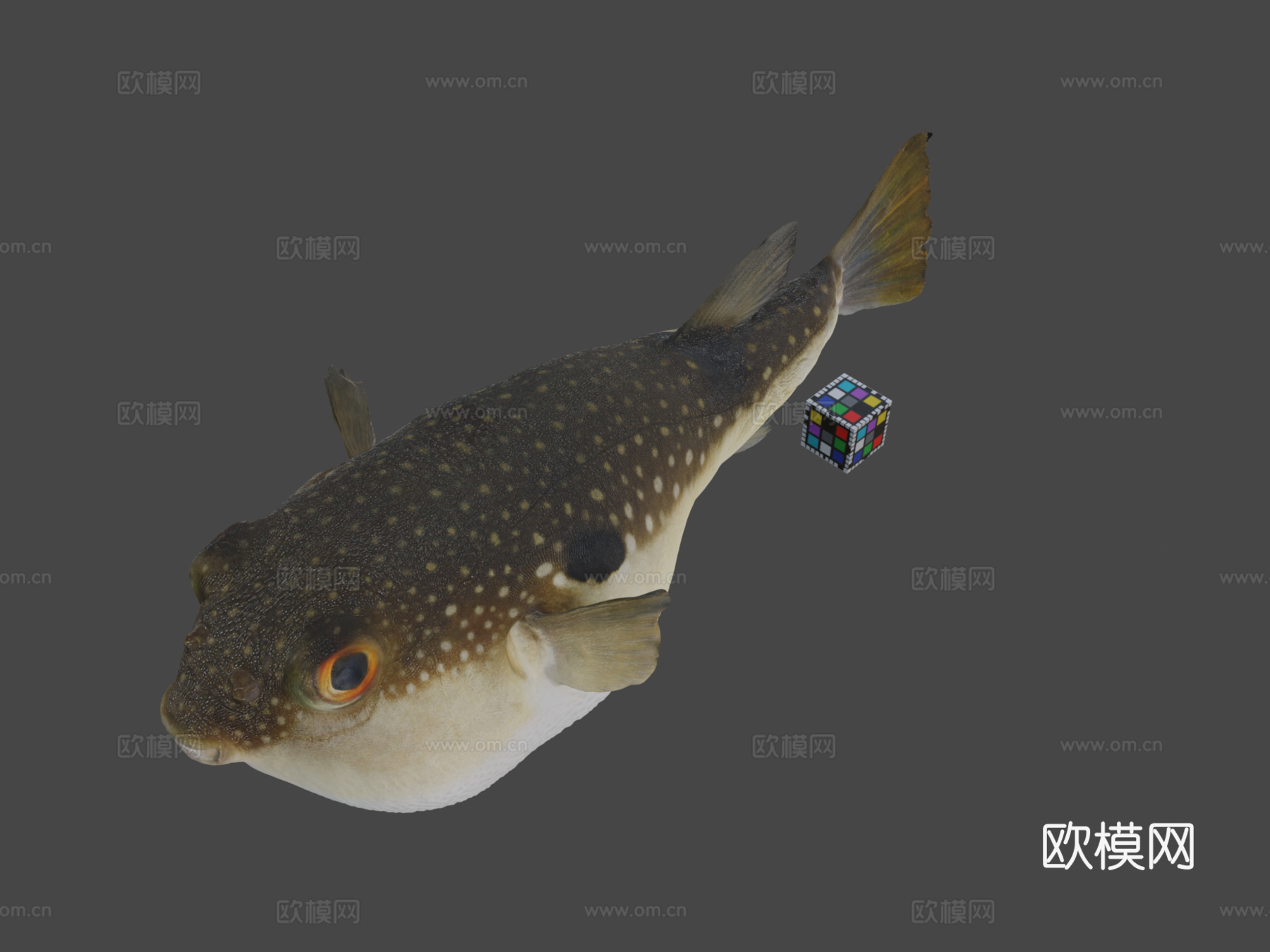CC0草河豚?草河豚，红鳍东方鲀3d模型下载（渲染图1）