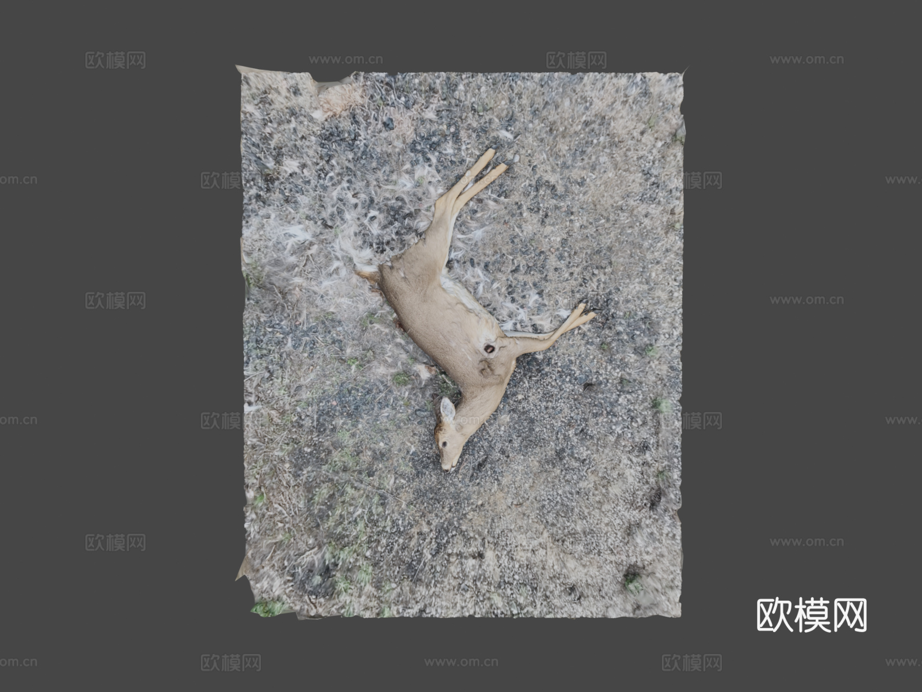 白尾鹿尸体原始扫描3d模型下载（渲染图8）