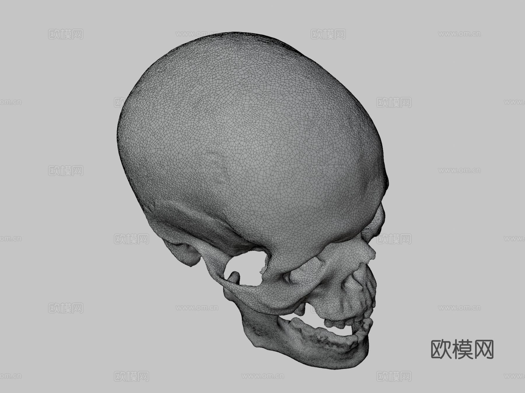成年头骨3d模型3d模型下载（渲染图3）
