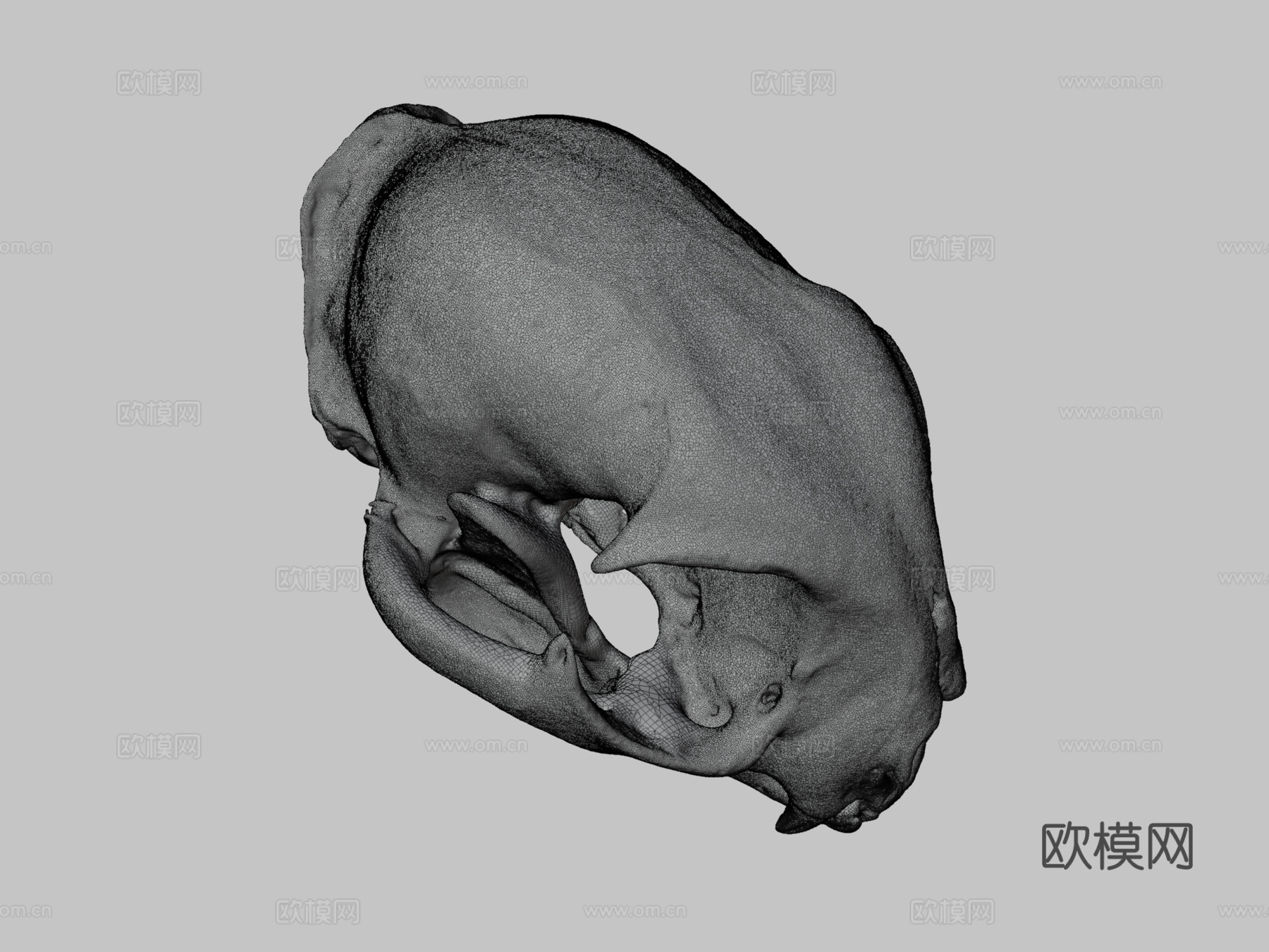 山猫头骨3d模型下载（渲染图3）