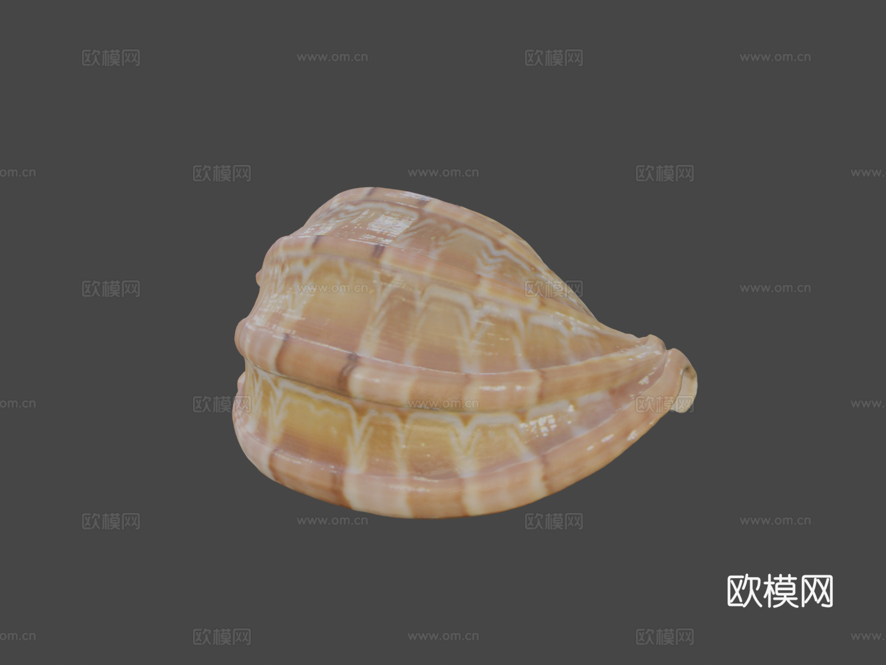 贝壳3d模型下载（渲染图5）