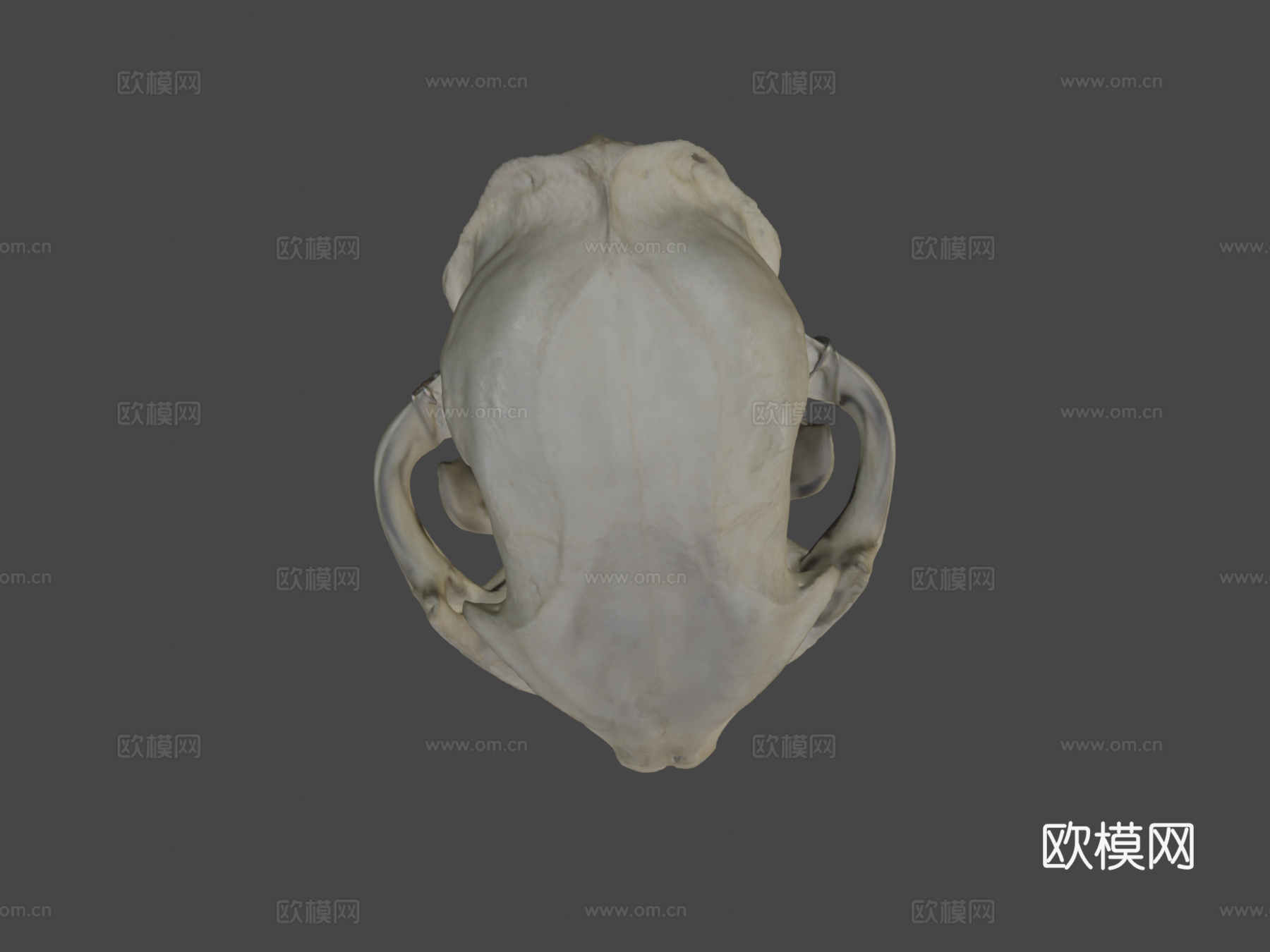 山猫头骨3d模型下载（渲染图6）