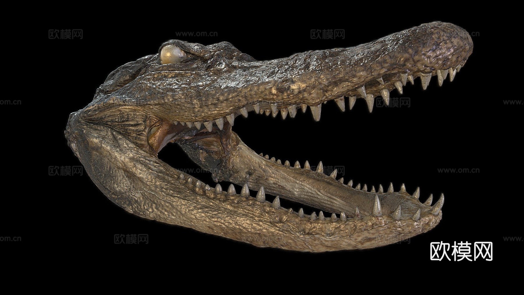 鳄鱼头标本3d模型下载（渲染图1）