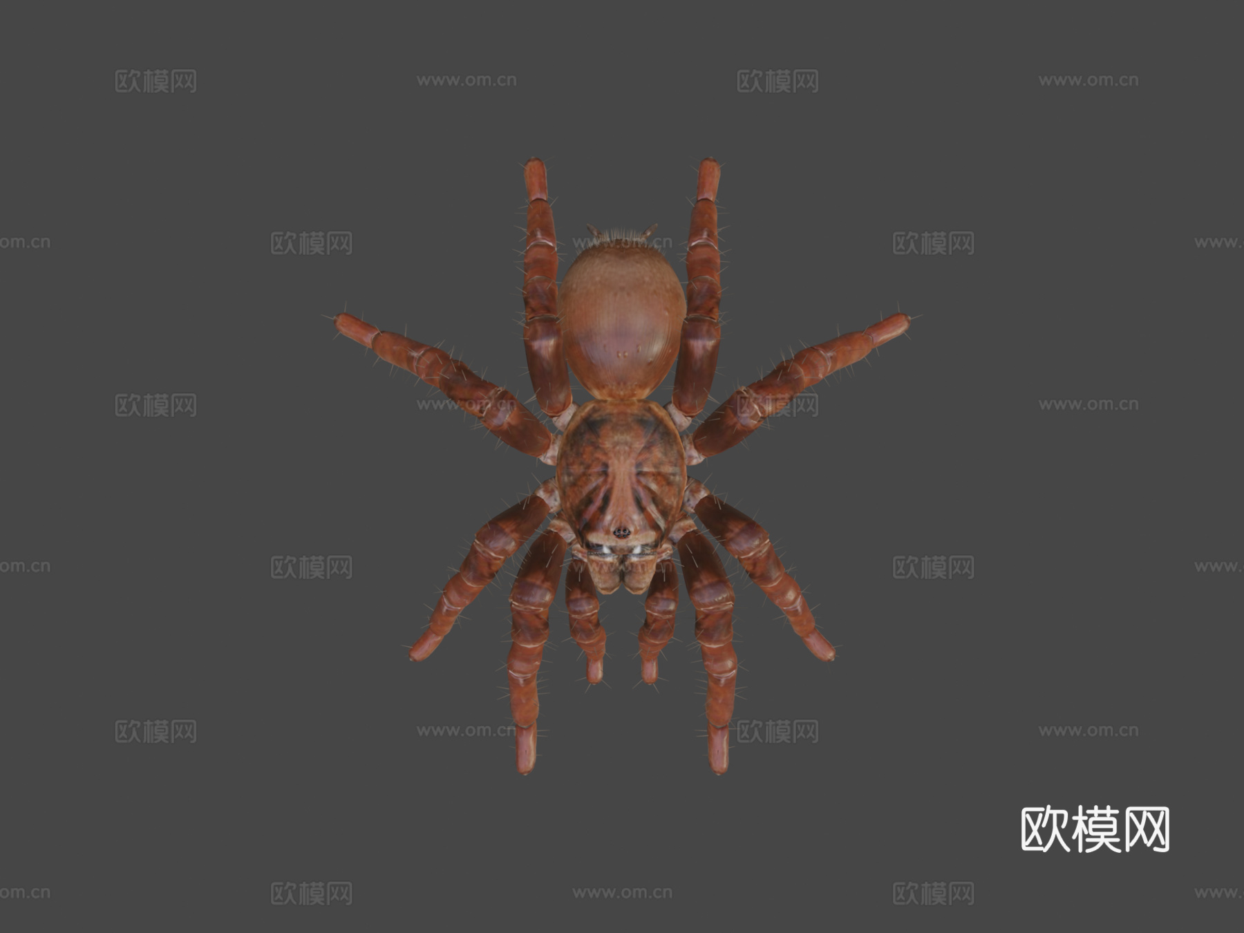 狼蛛巨型蜘蛛3d模型下载（渲染图7）