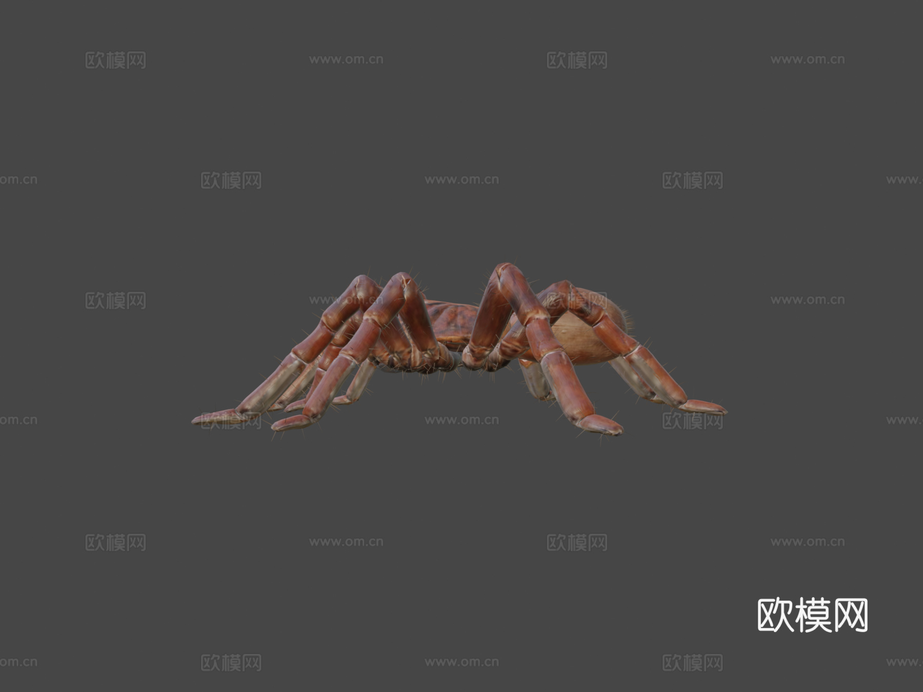 狼蛛巨型蜘蛛3d模型下载（渲染图6）