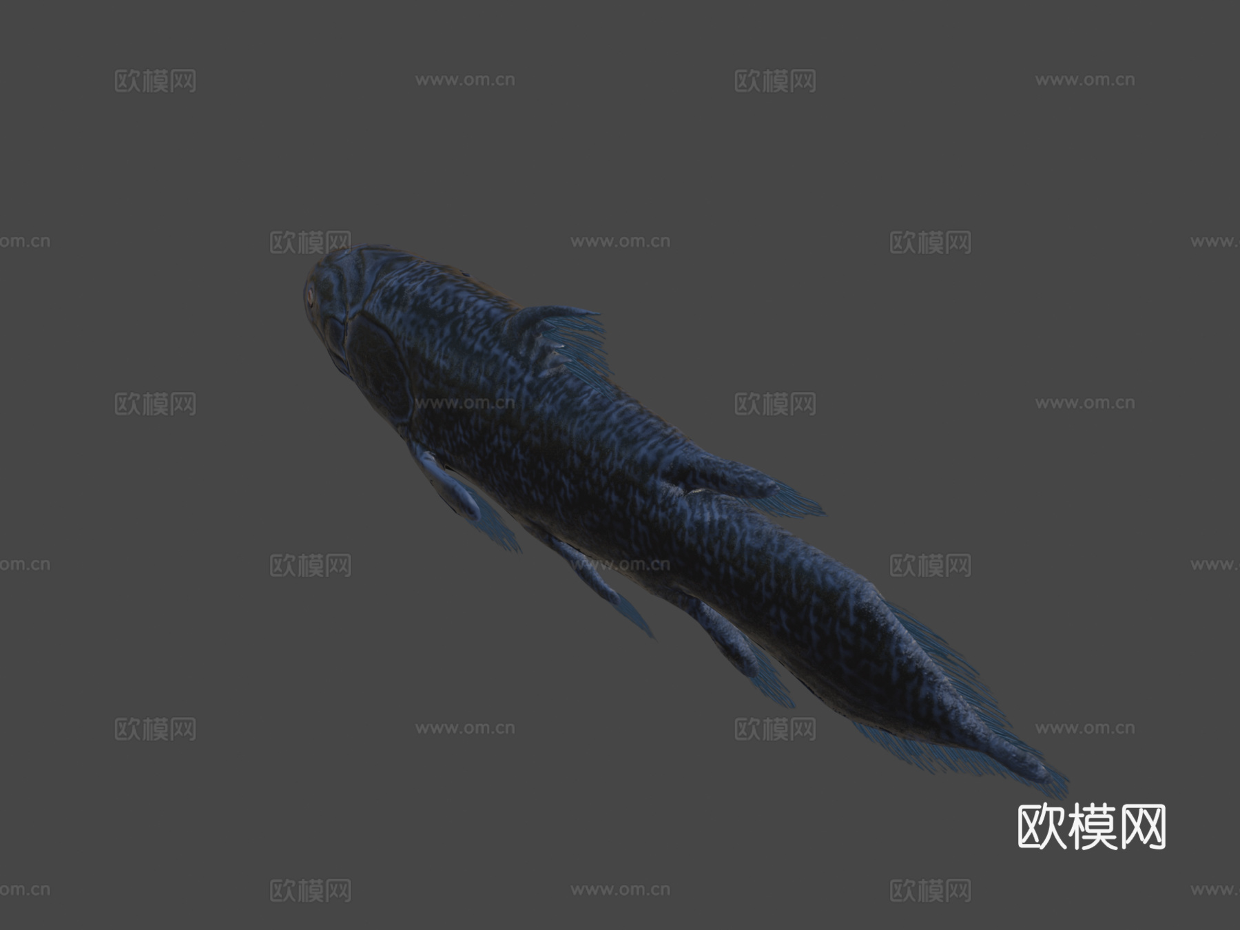 腔棘鱼3d模型下载（渲染图7）