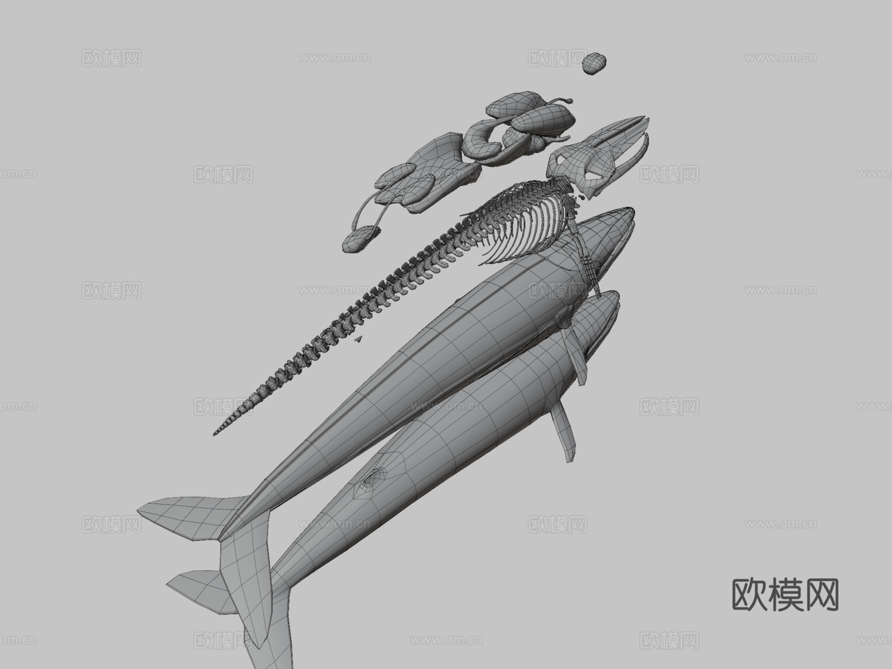 鲸鱼分解3d模型下载（渲染图3）