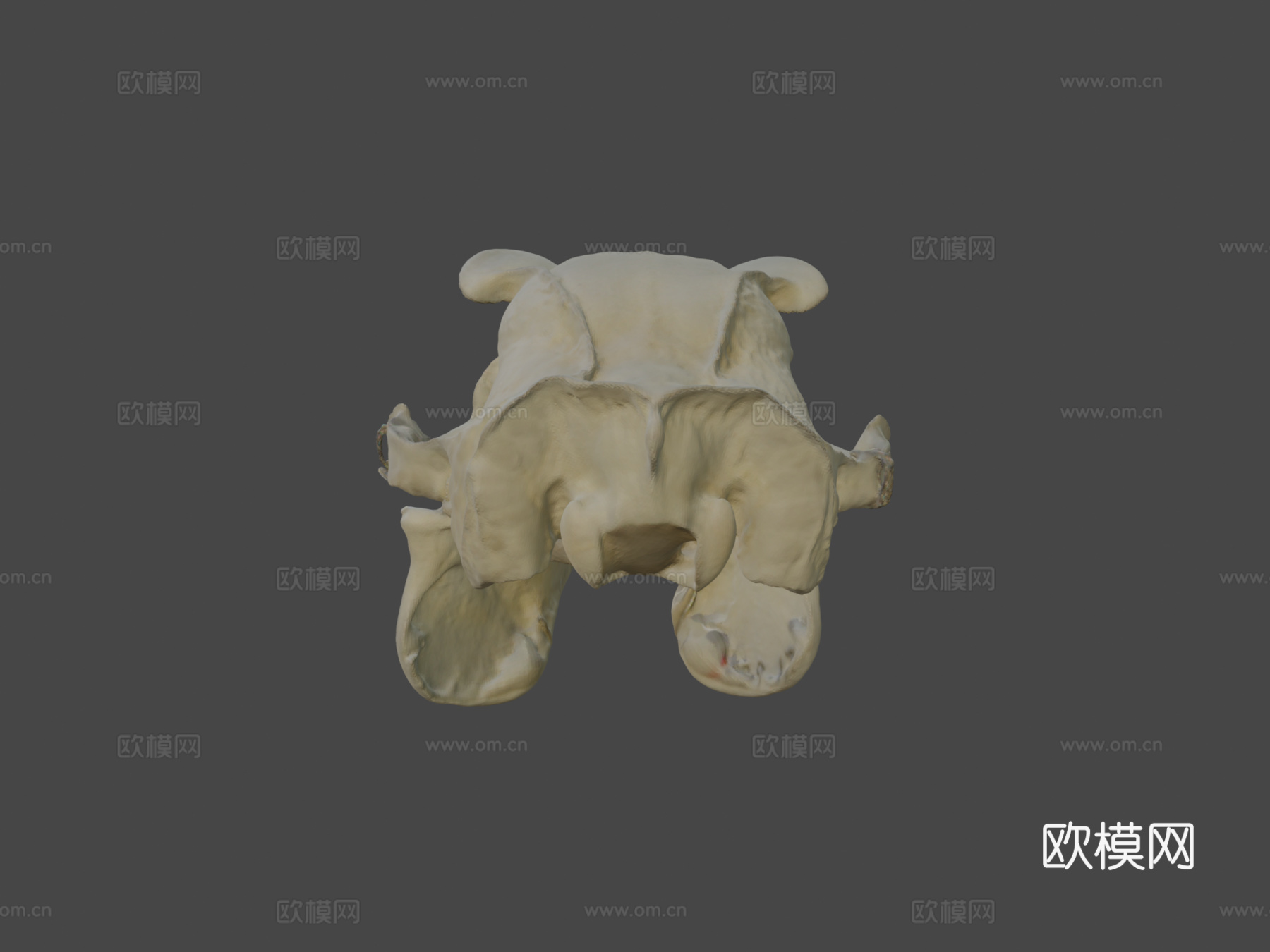 马来飞狐猴头骨3d模型下载（渲染图6）