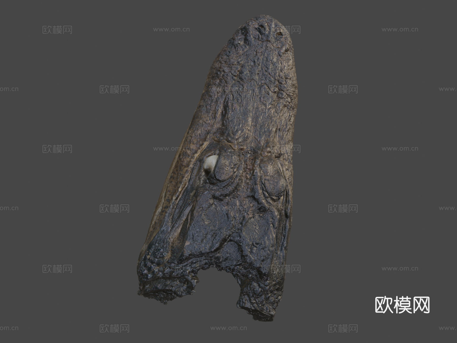 鳄鱼头标本3d模型下载（渲染图8）