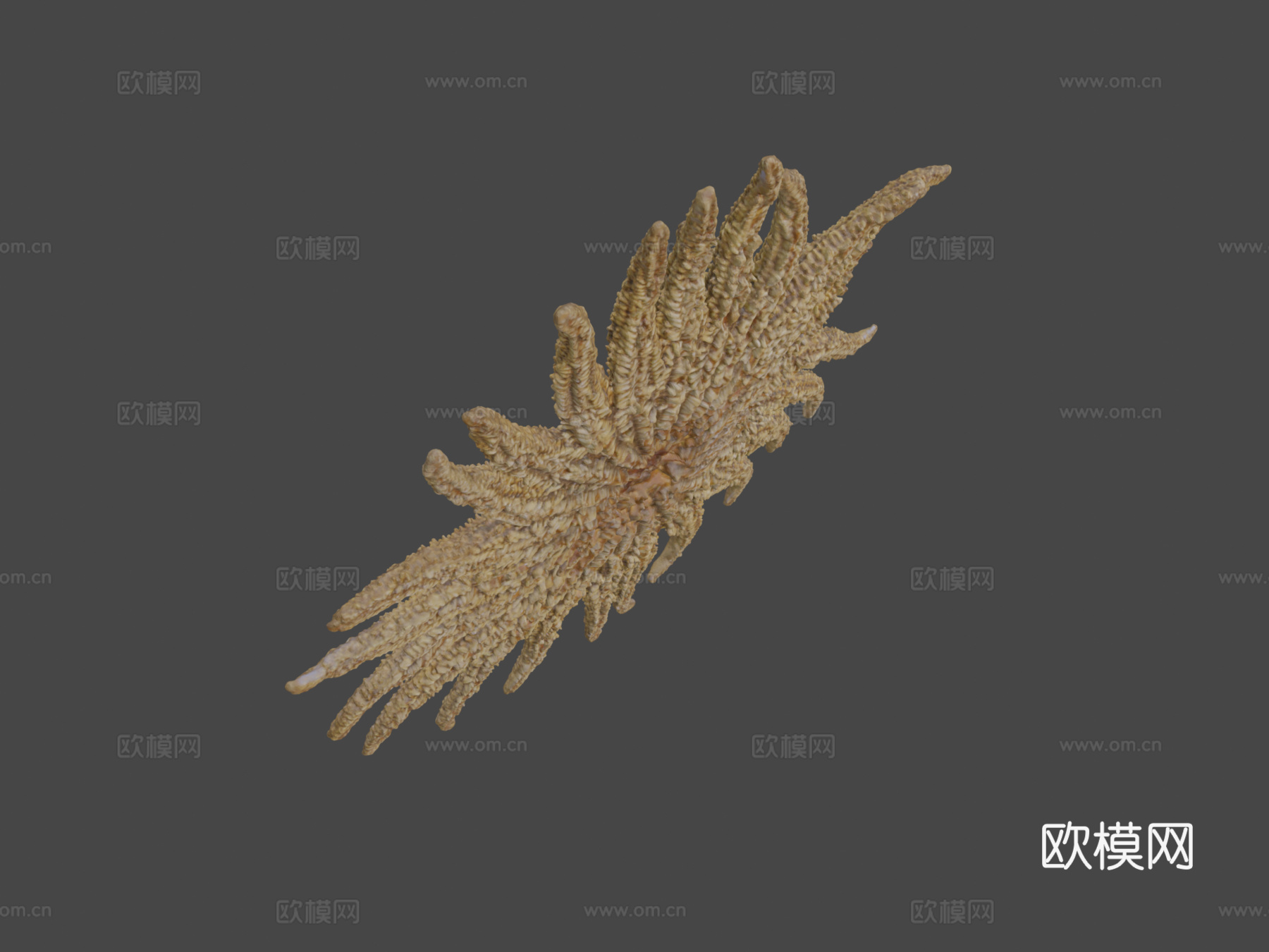 向日葵海星3d模型下载（渲染图7）