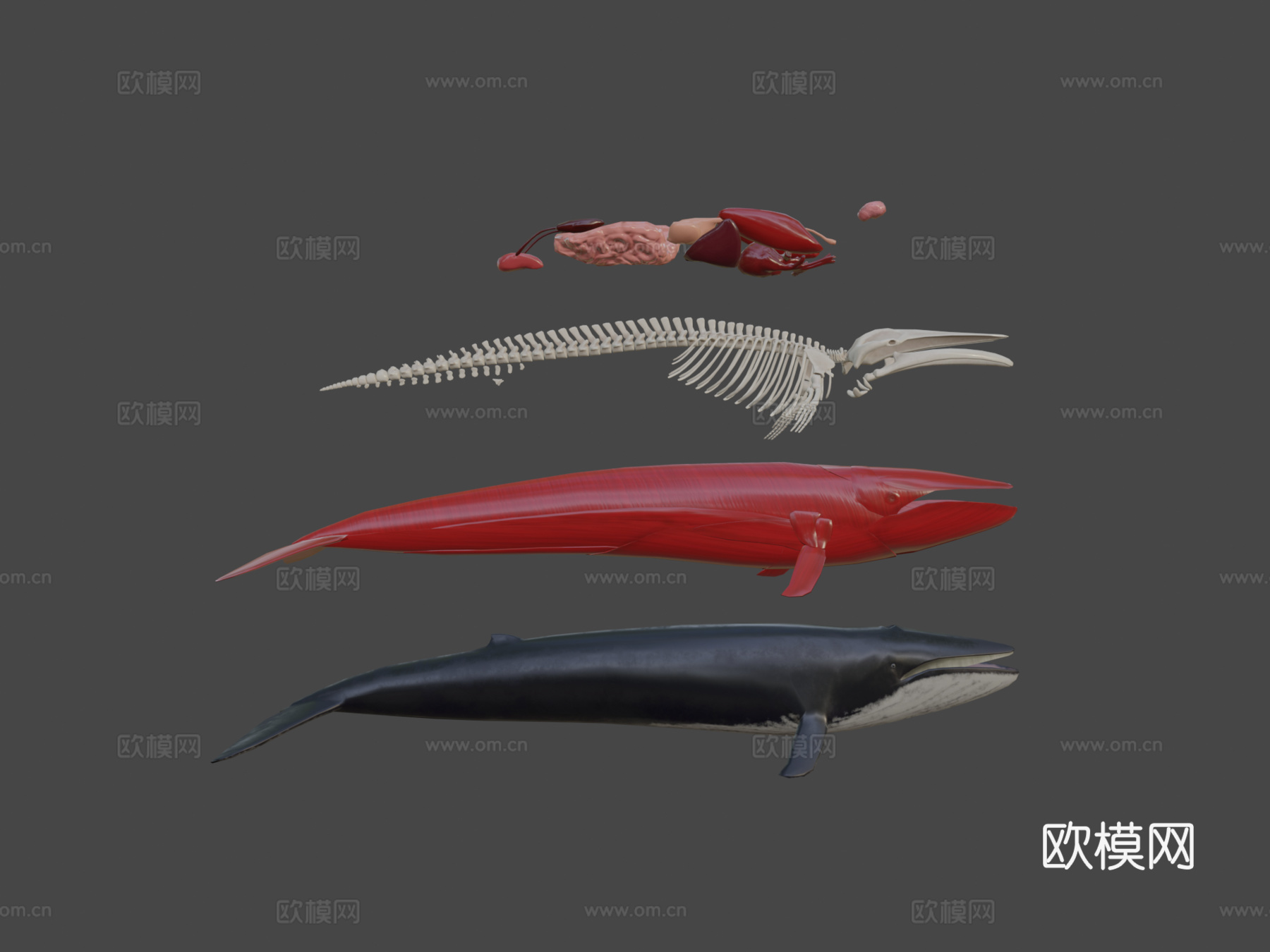 鲸鱼分解3d模型下载（渲染图7）