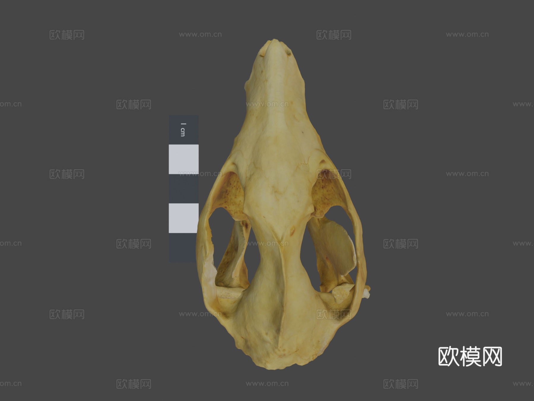 负鼠头骨3d模型下载（渲染图7）