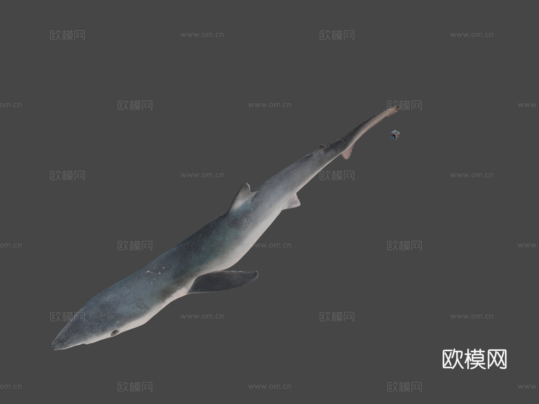CC0蓝鲨♀3d模型下载（渲染图1）