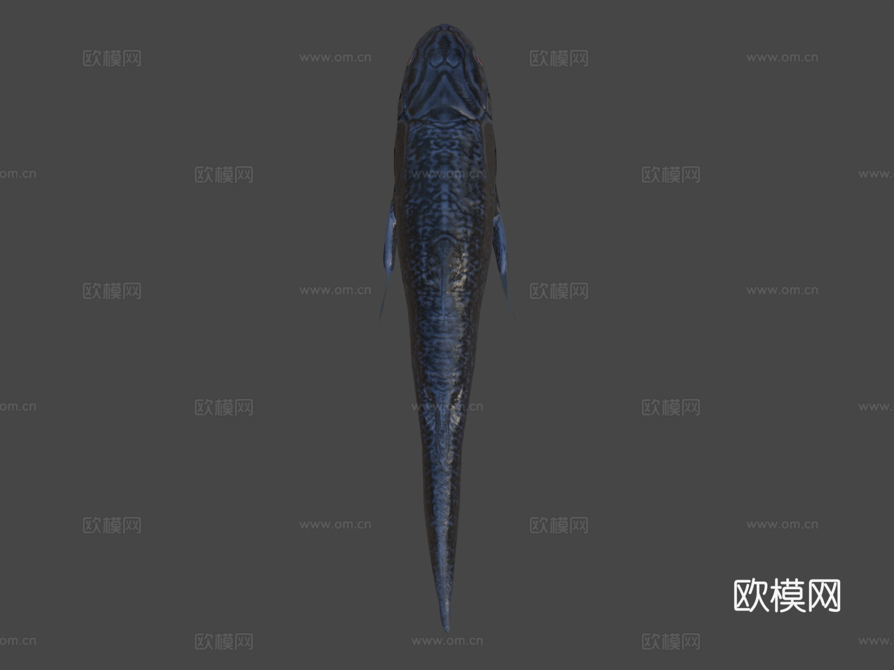 腔棘鱼3d模型下载（渲染图6）