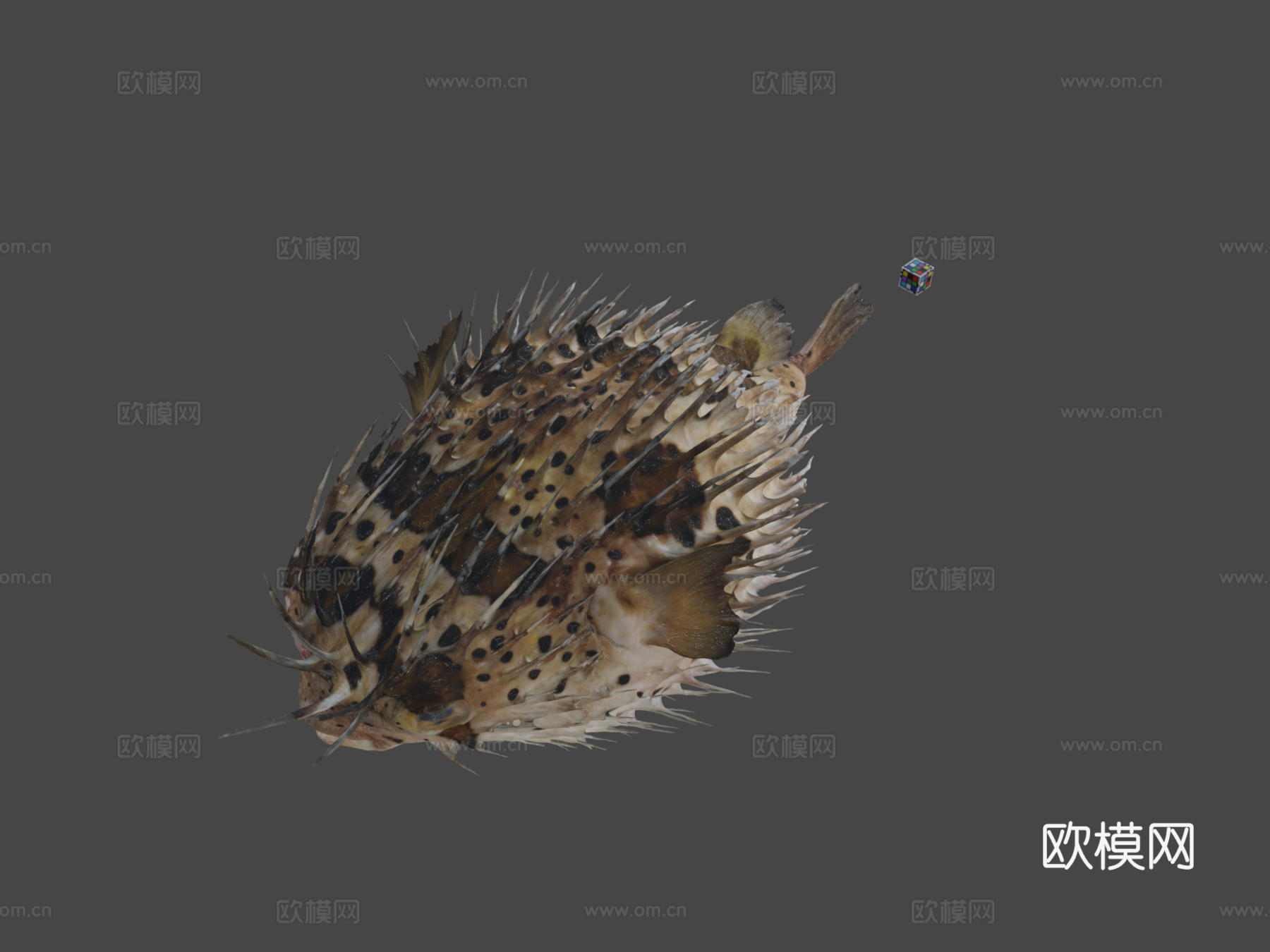 CC0刺鲀?充气球鱼3d模型下载（渲染图1）