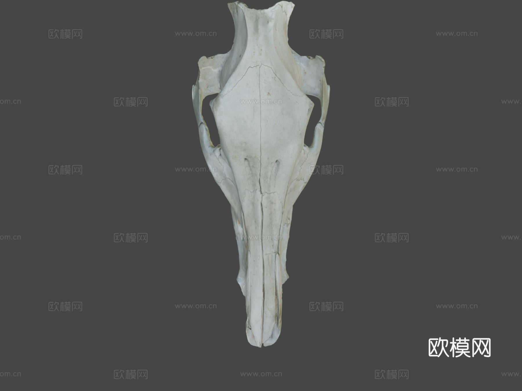 野猪头骨3d模型下载（渲染图7）