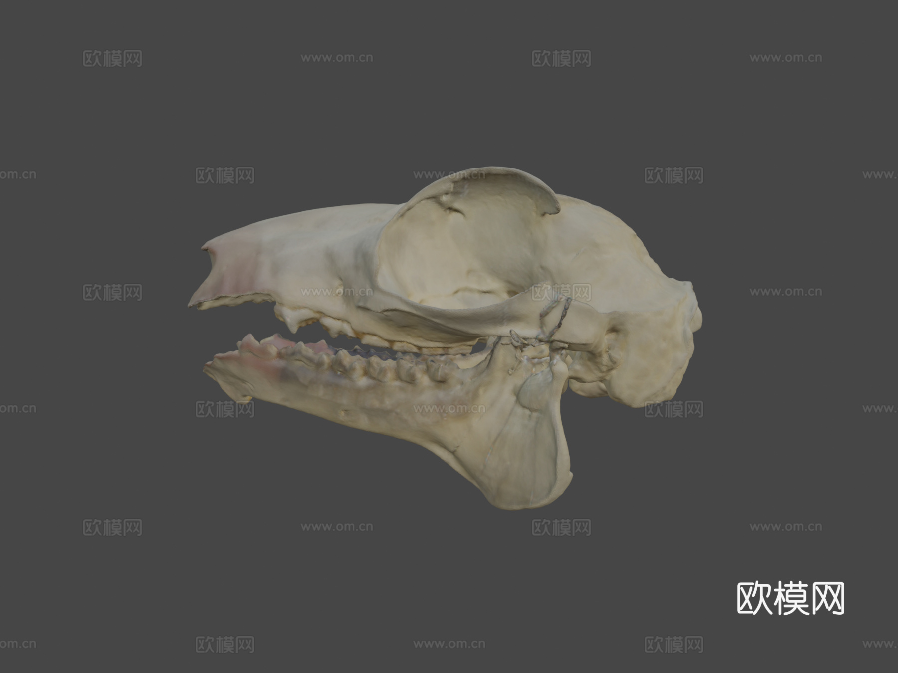 马来飞狐猴头骨3d模型下载（渲染图7）