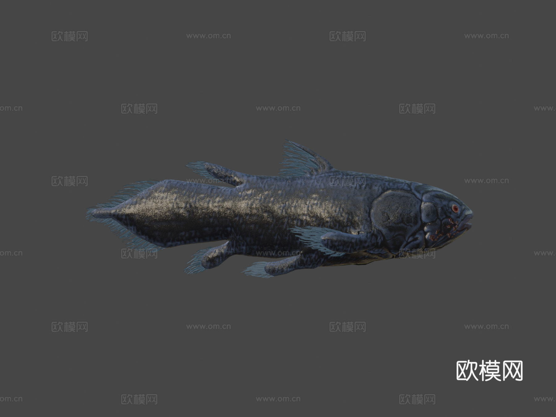 腔棘鱼3d模型下载（渲染图8）