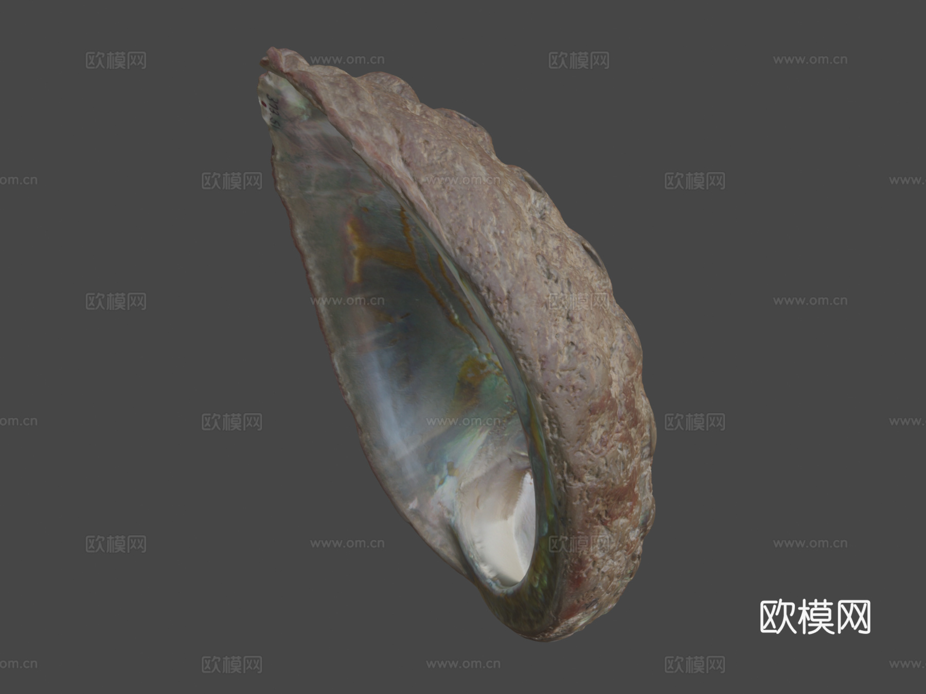 鲍鱼壳3d模型下载（渲染图7）
