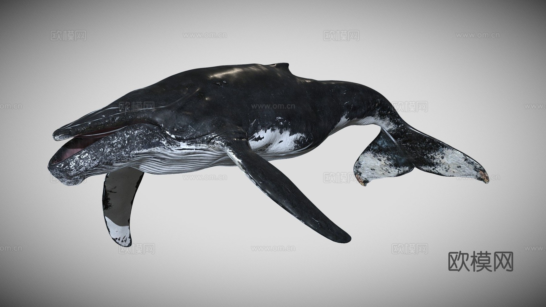 座头鲸绑定3d模型下载（渲染图1）