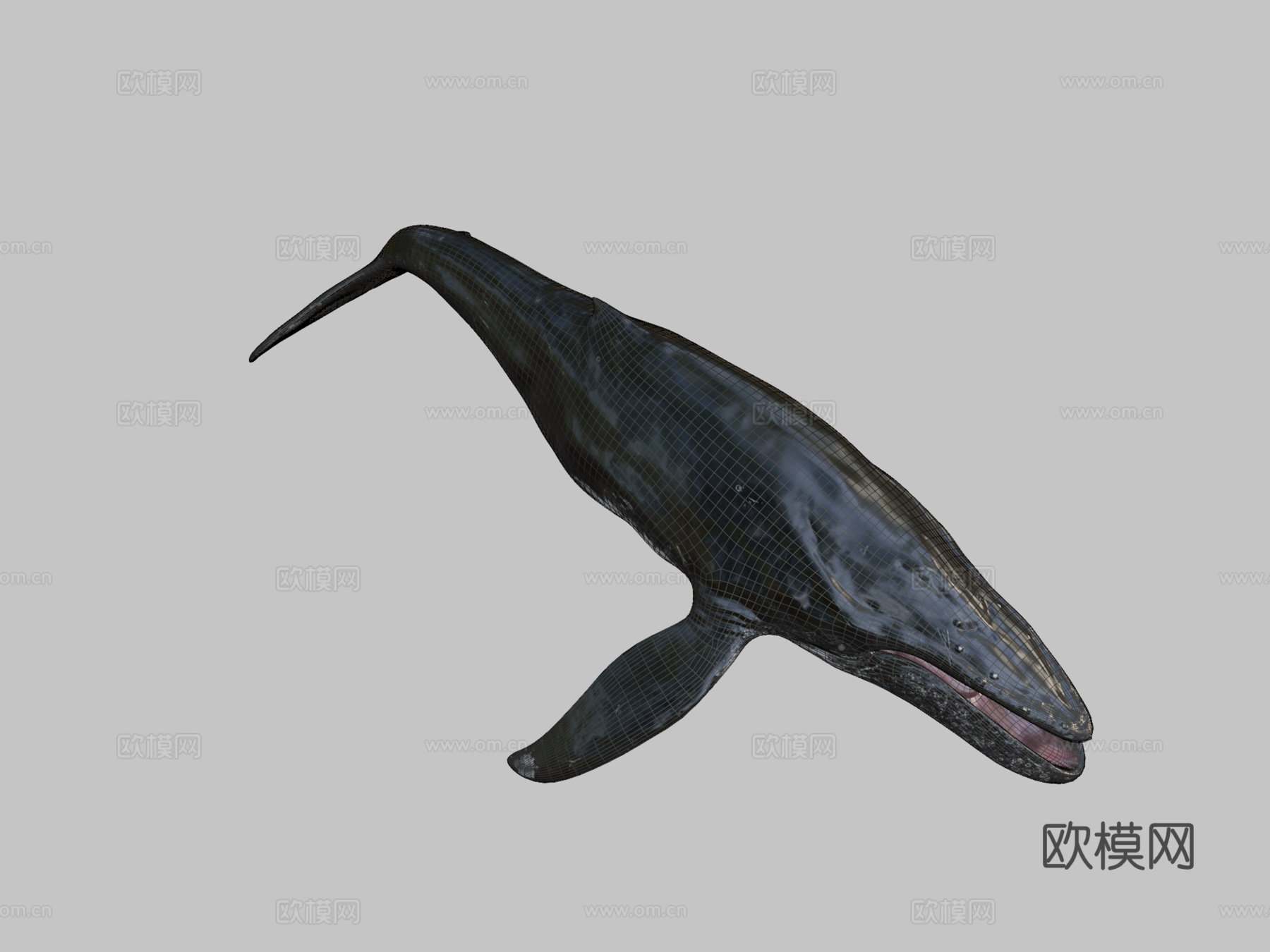 座头鲸绑定3d模型下载（渲染图2）
