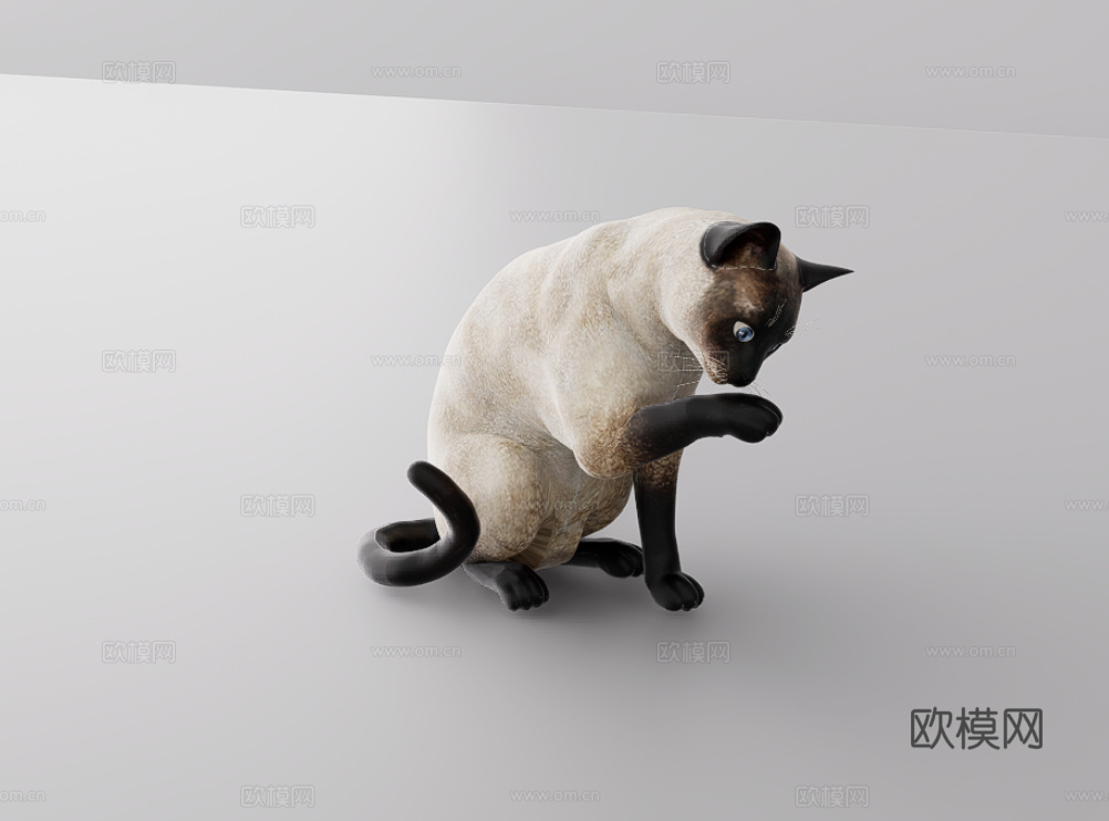 猫su模型