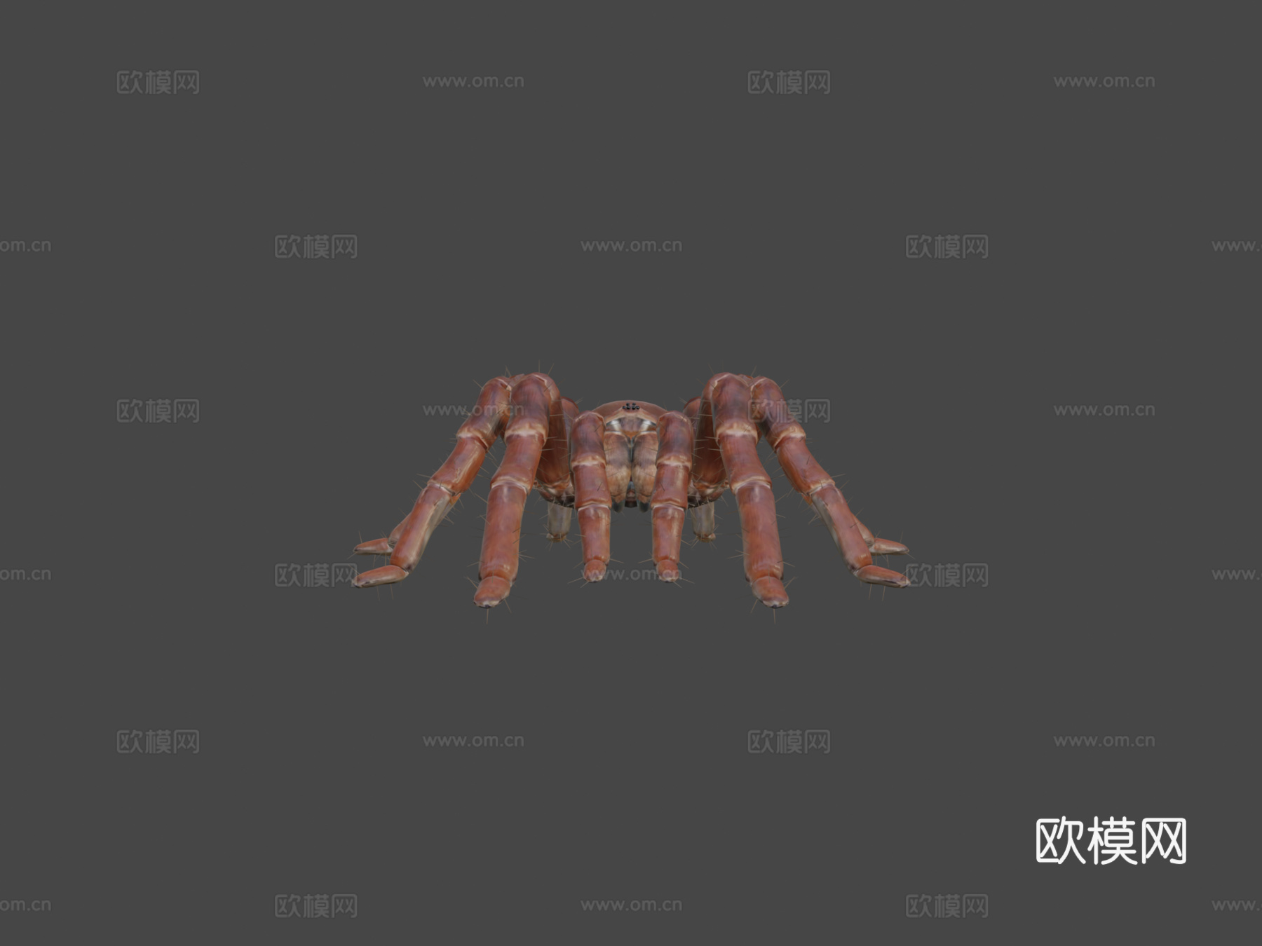 狼蛛巨型蜘蛛3d模型下载（渲染图5）