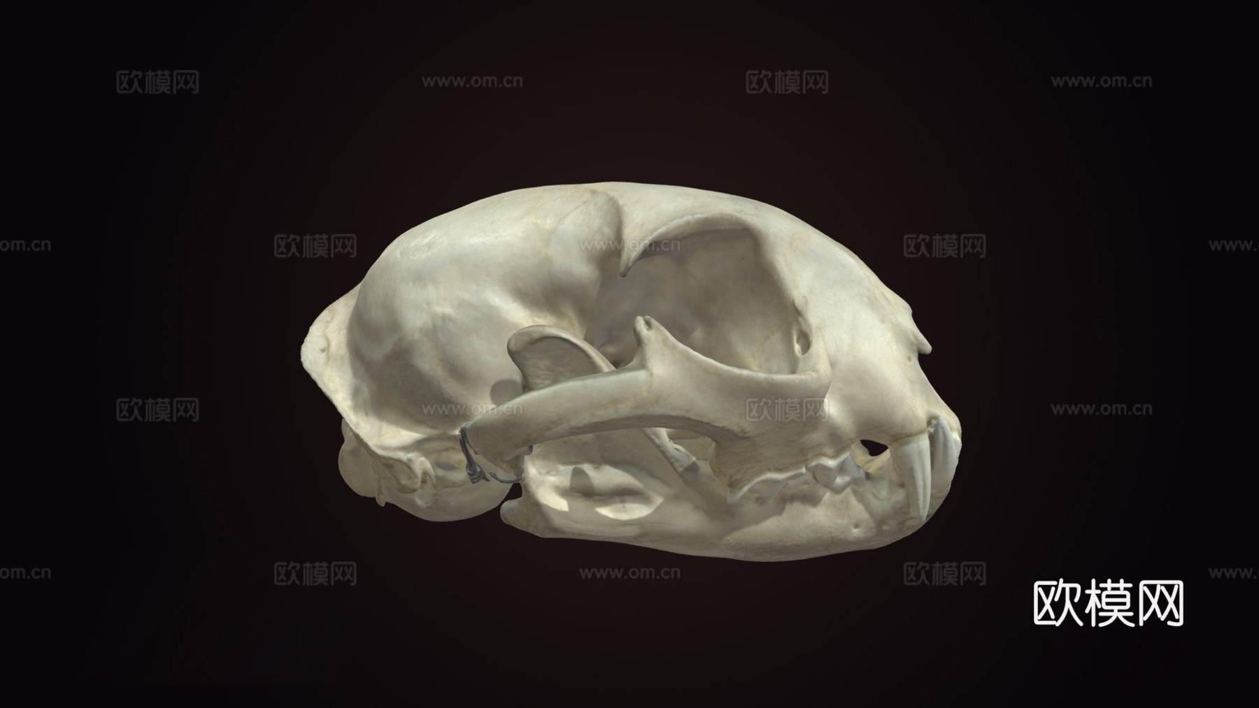 山猫头骨3d模型下载（渲染图1）
