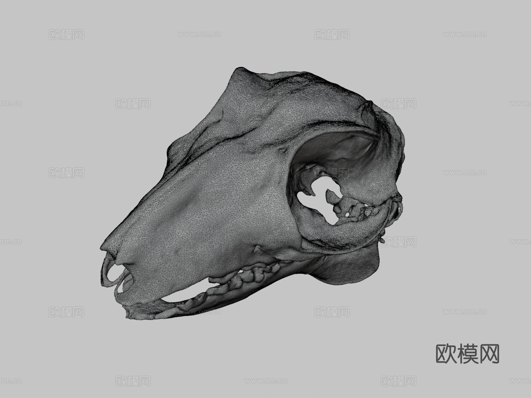 马来飞狐猴头骨3d模型下载（渲染图3）