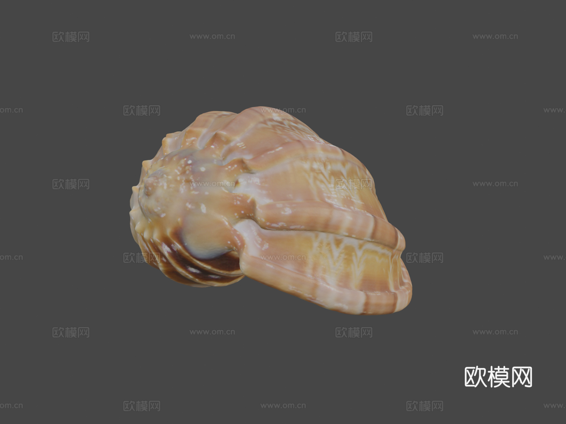 贝壳3d模型下载（渲染图6）