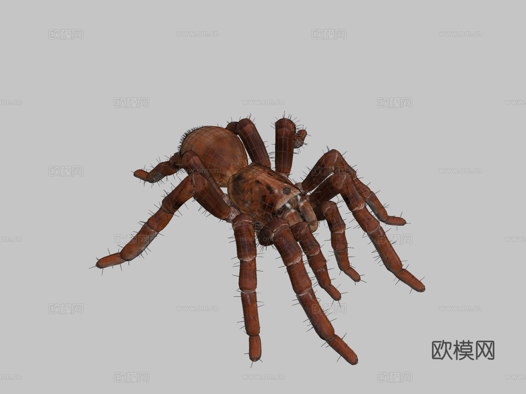 狼蛛巨型蜘蛛3d模型下载（渲染图2）