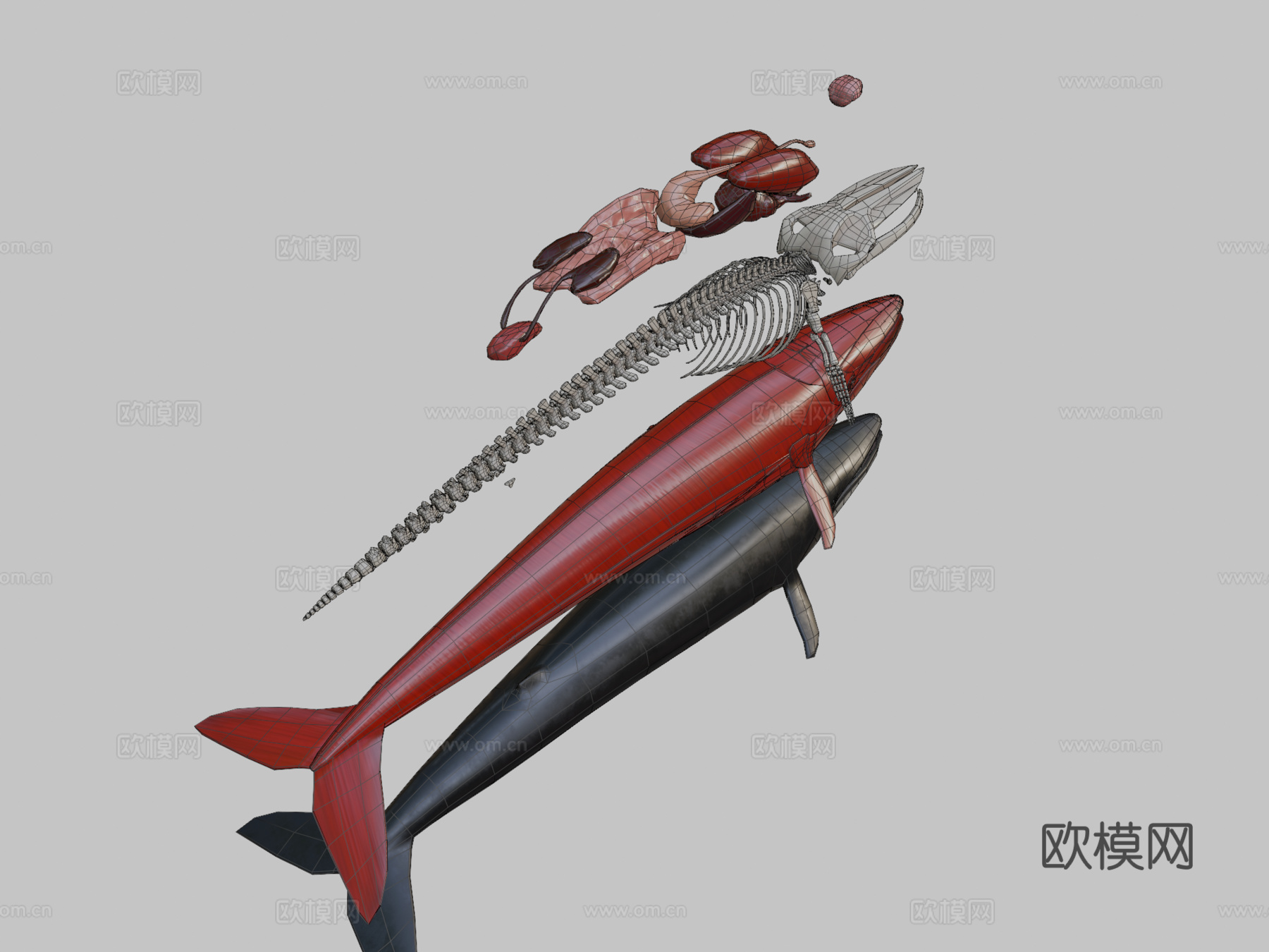 鲸鱼分解3d模型下载（渲染图2）