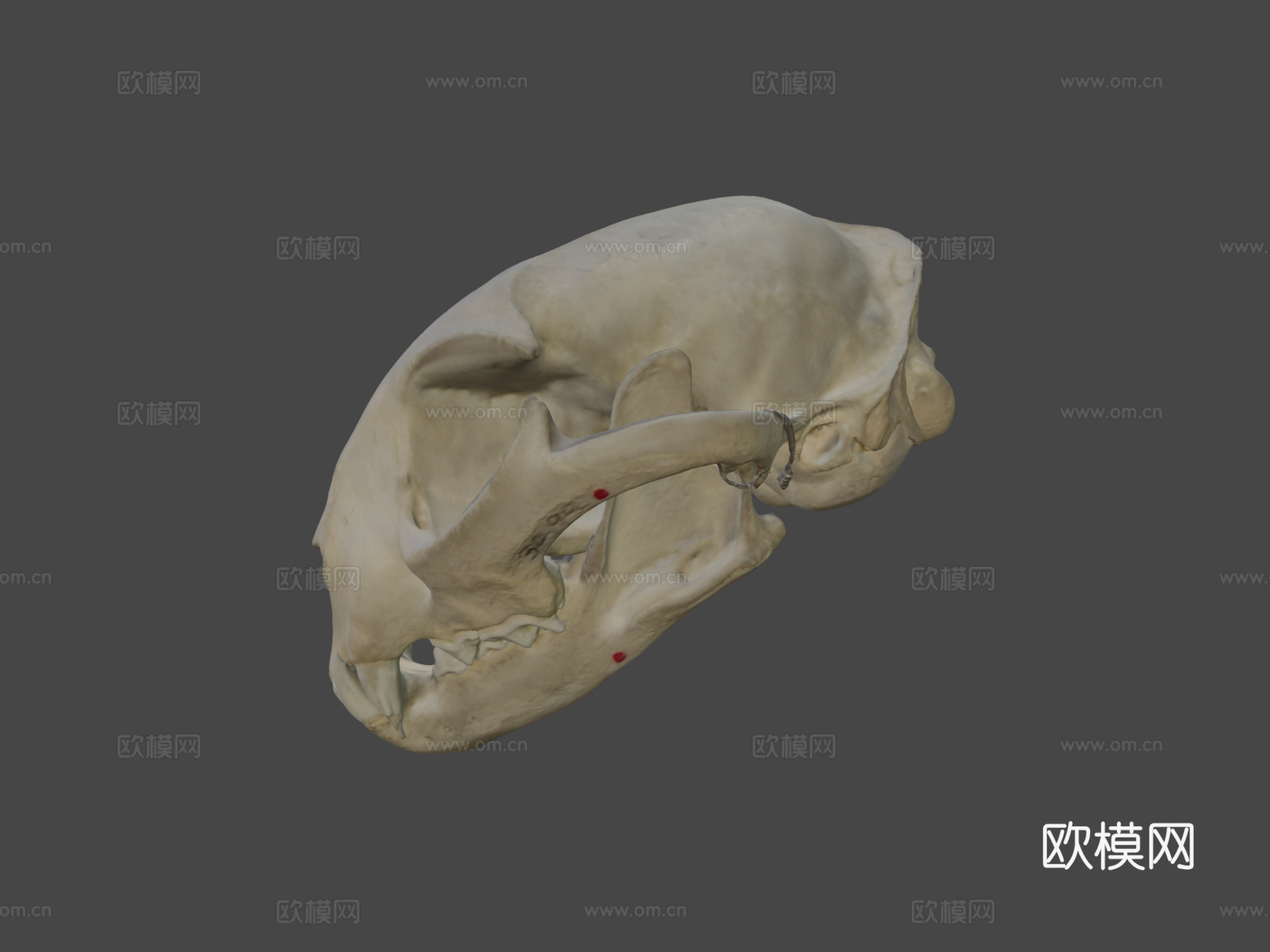 山猫头骨3d模型下载（渲染图5）