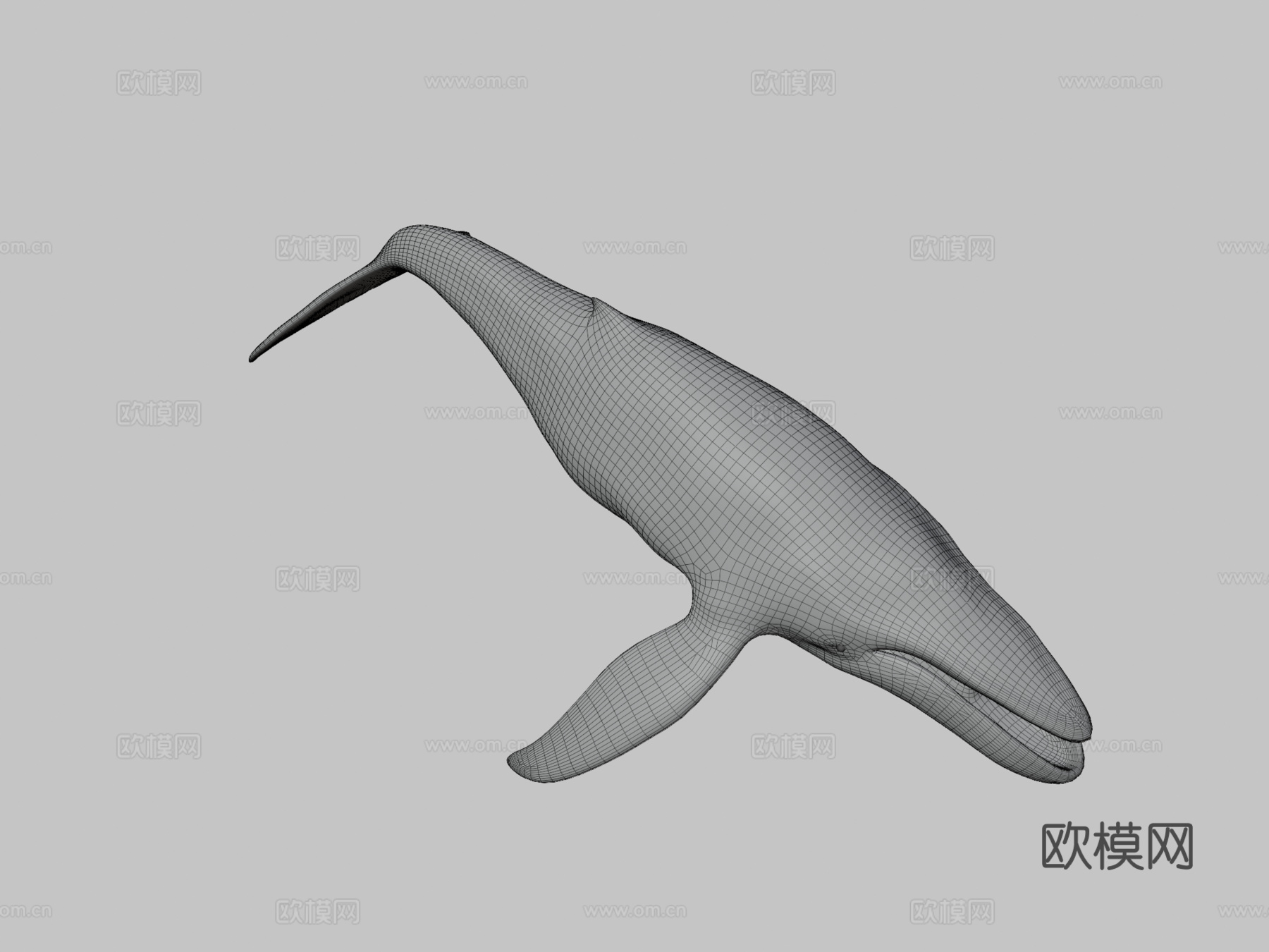座头鲸绑定3d模型下载（渲染图3）