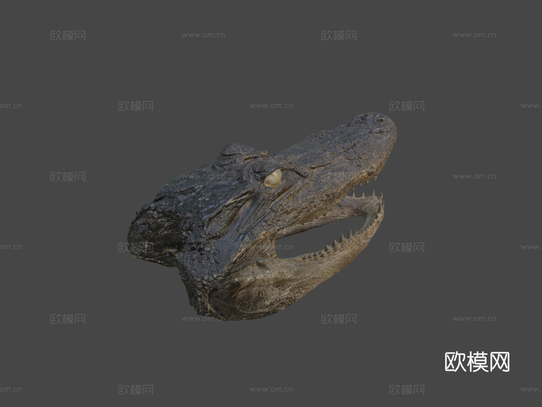 鳄鱼头标本3d模型下载（渲染图6）