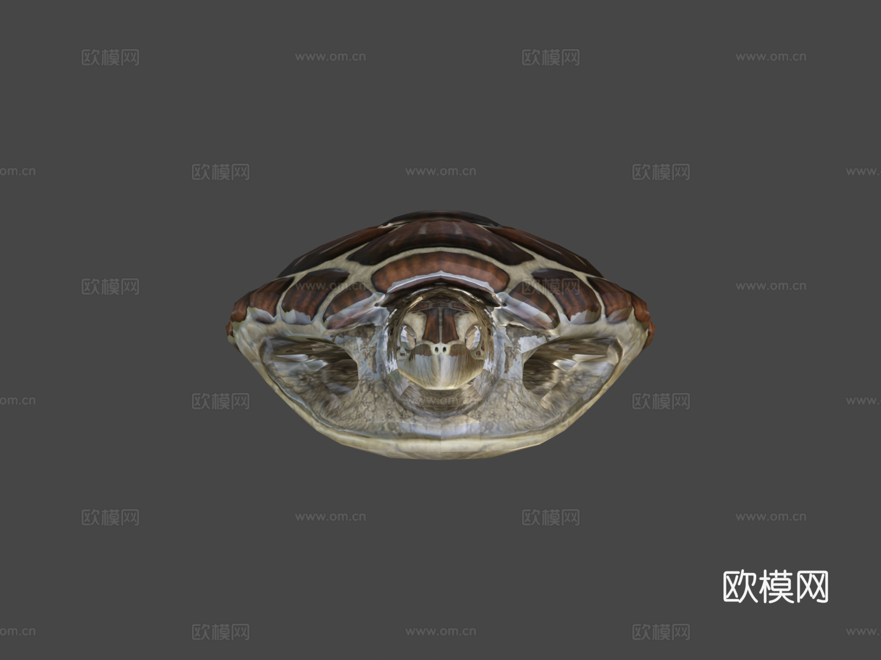 绿海龟3d模型下载（渲染图5）