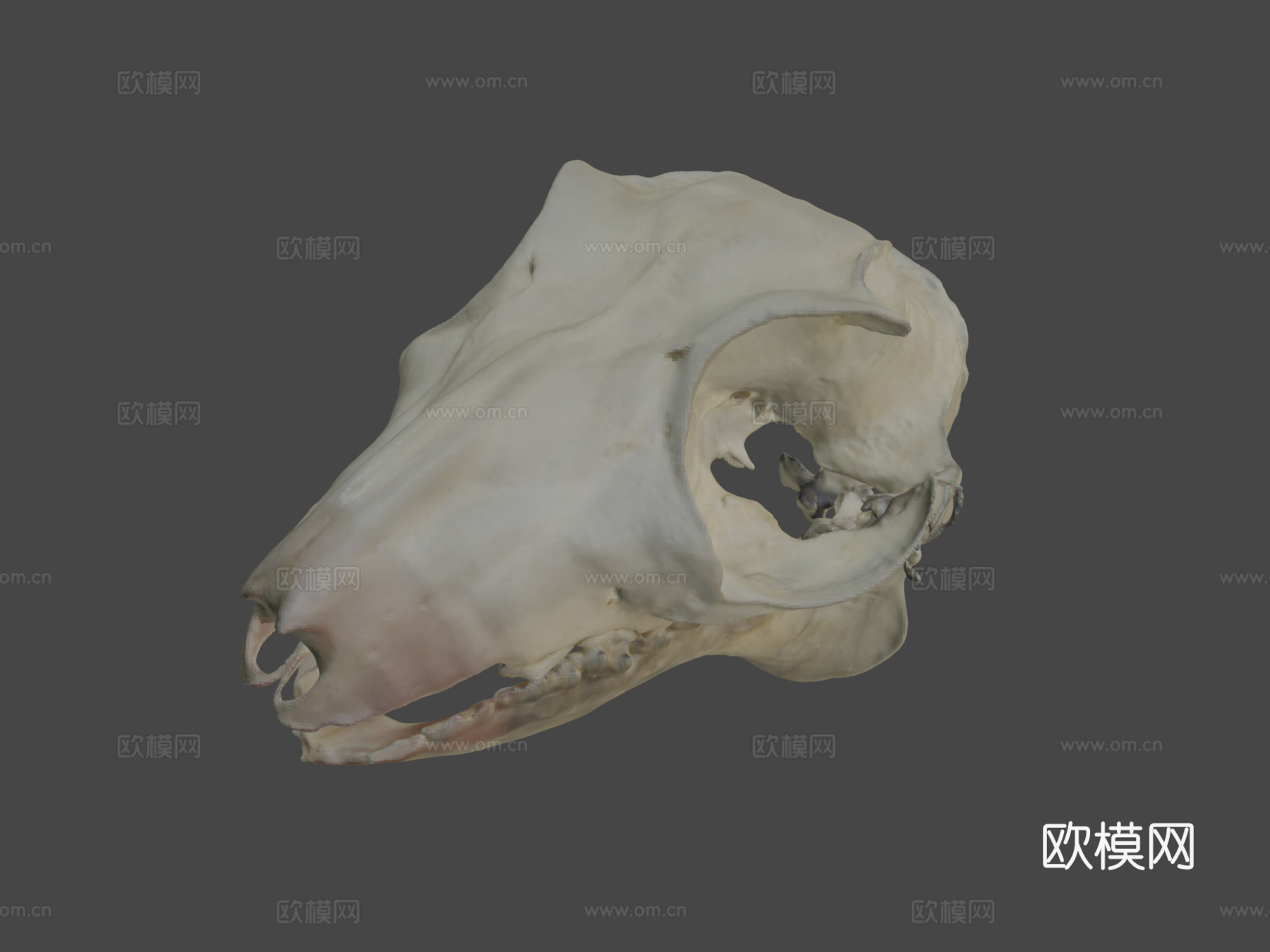 马来飞狐猴头骨3d模型下载（渲染图8）