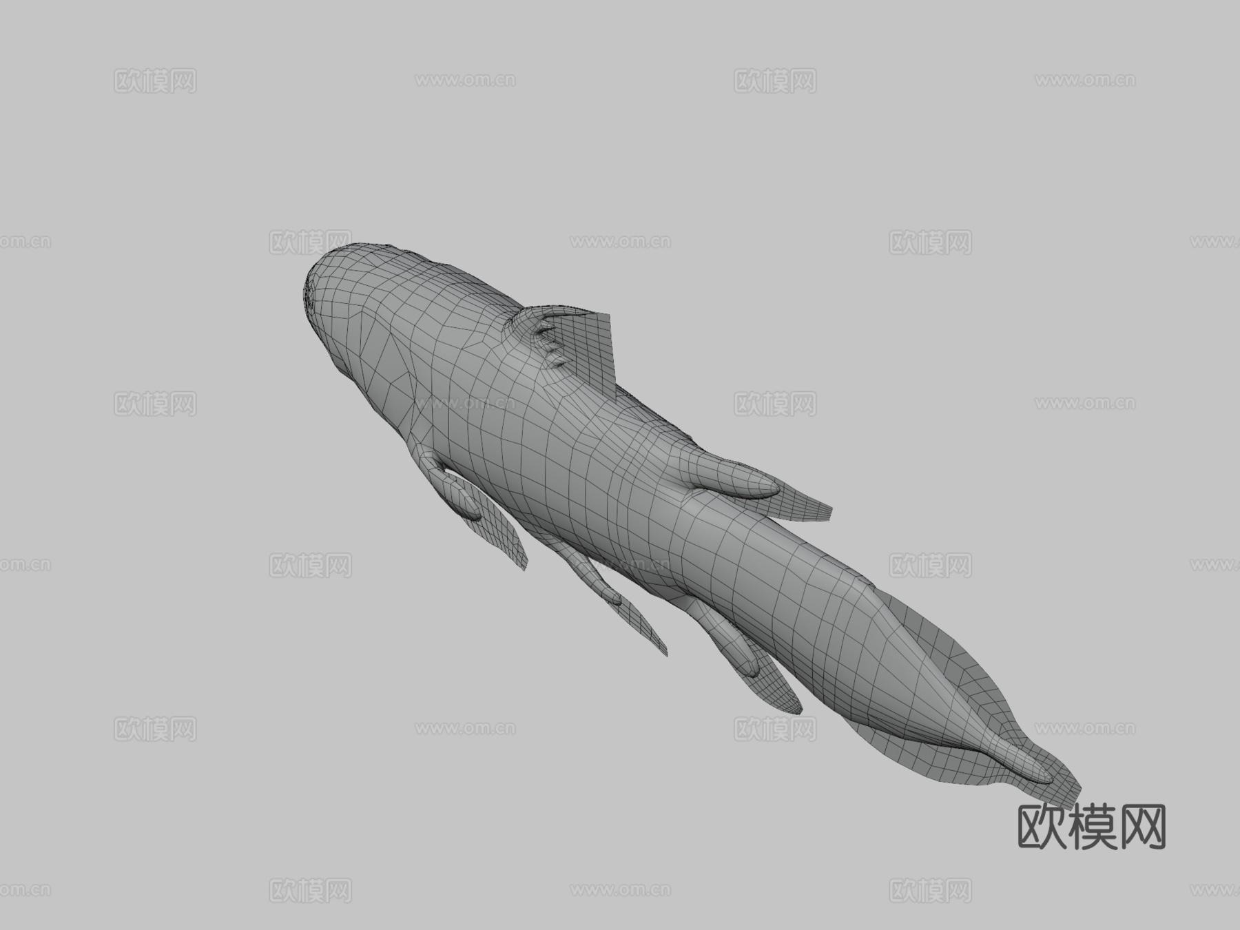 腔棘鱼3d模型下载（渲染图3）