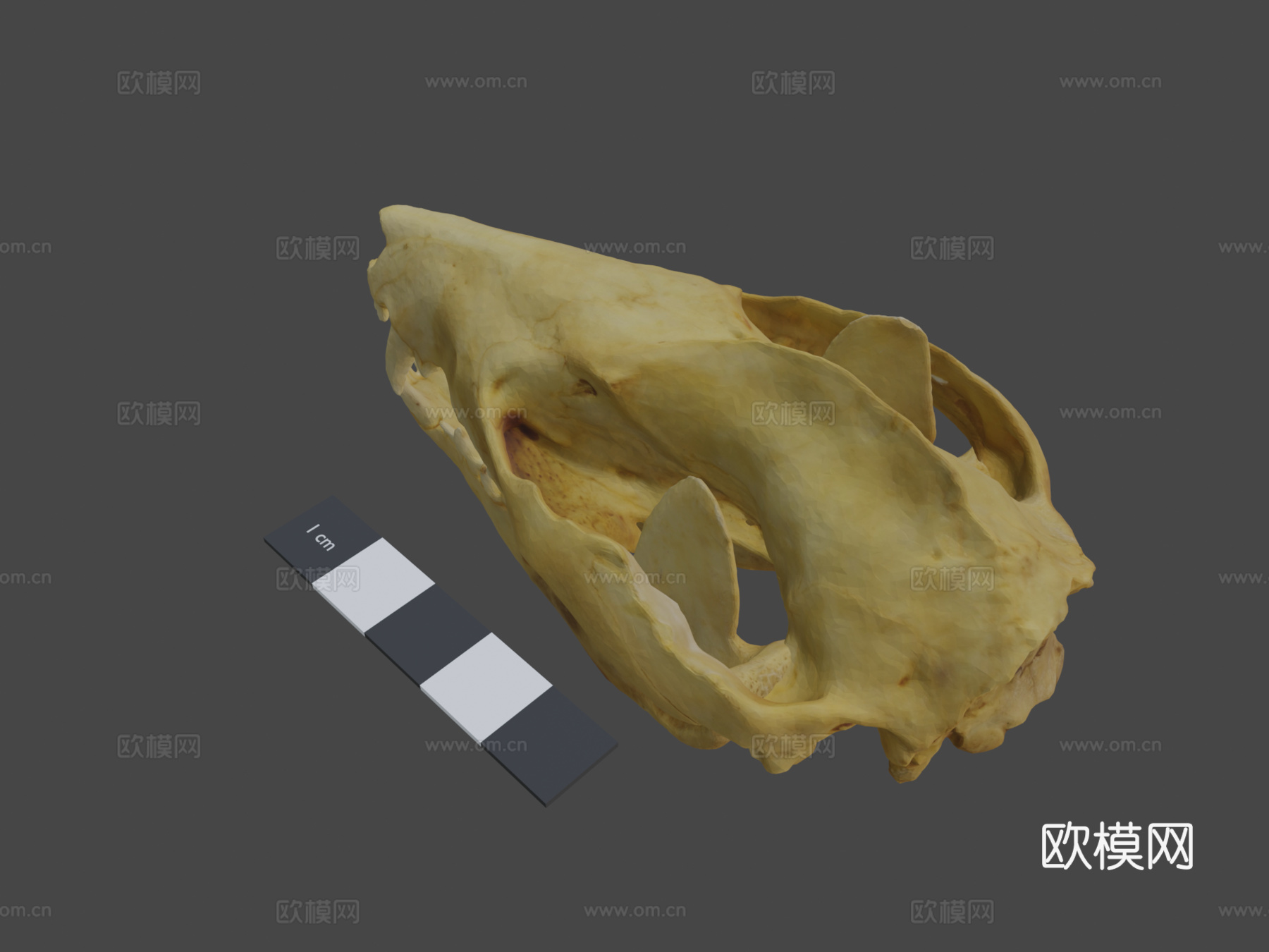 负鼠头骨3d模型下载（渲染图8）