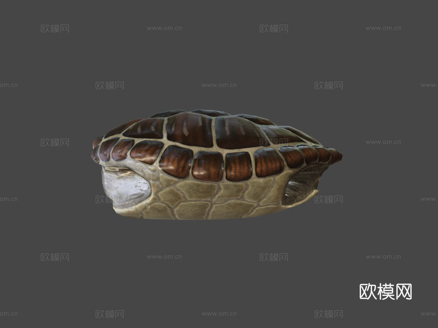 绿海龟3d模型下载（渲染图6）