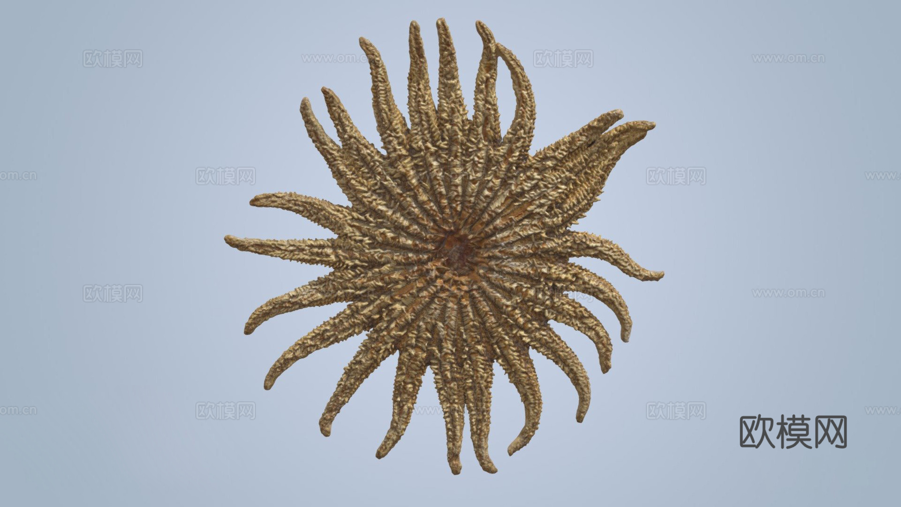 向日葵海星3d模型下载（渲染图1）