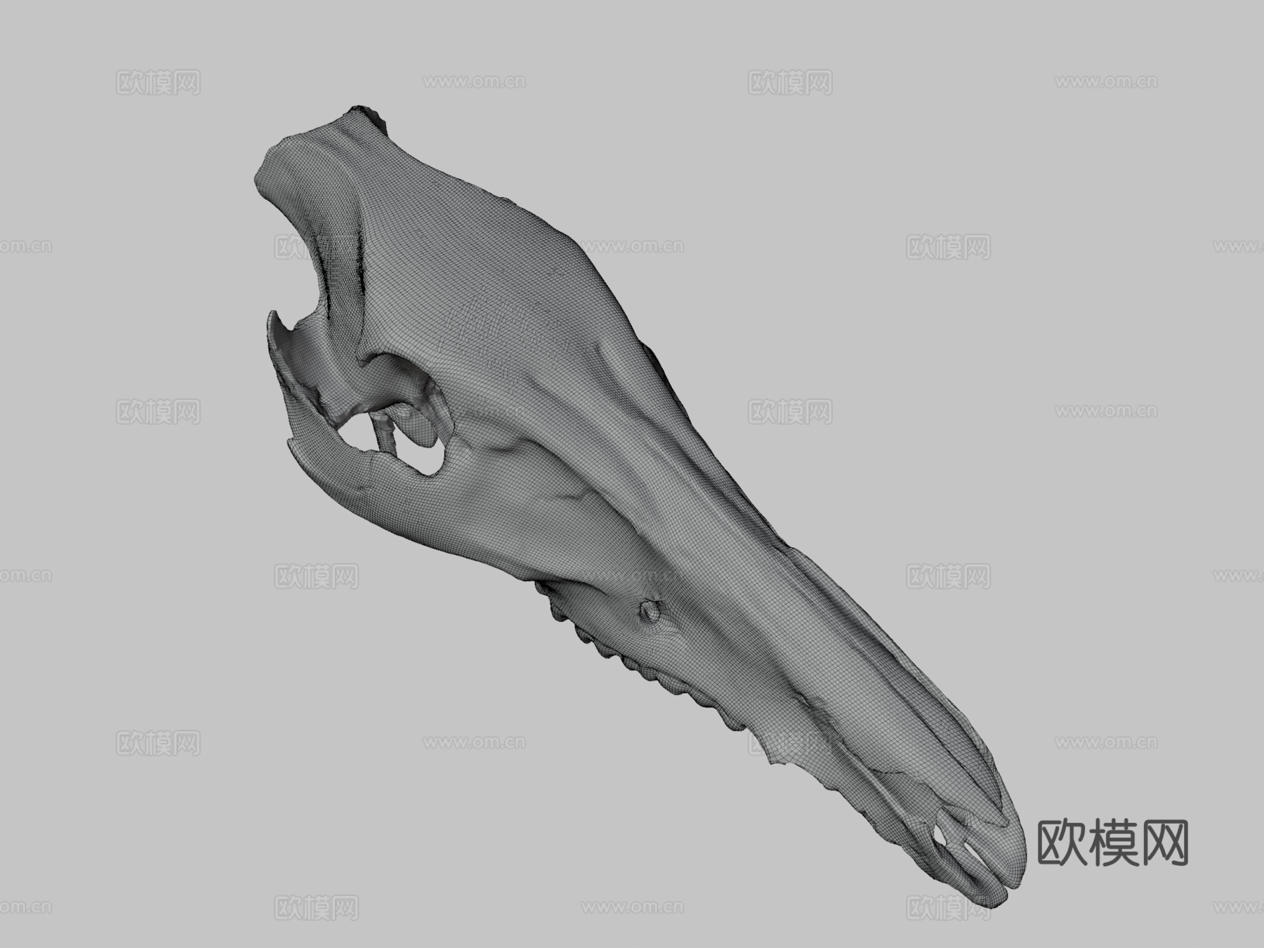 野猪头骨3d模型下载（渲染图3）