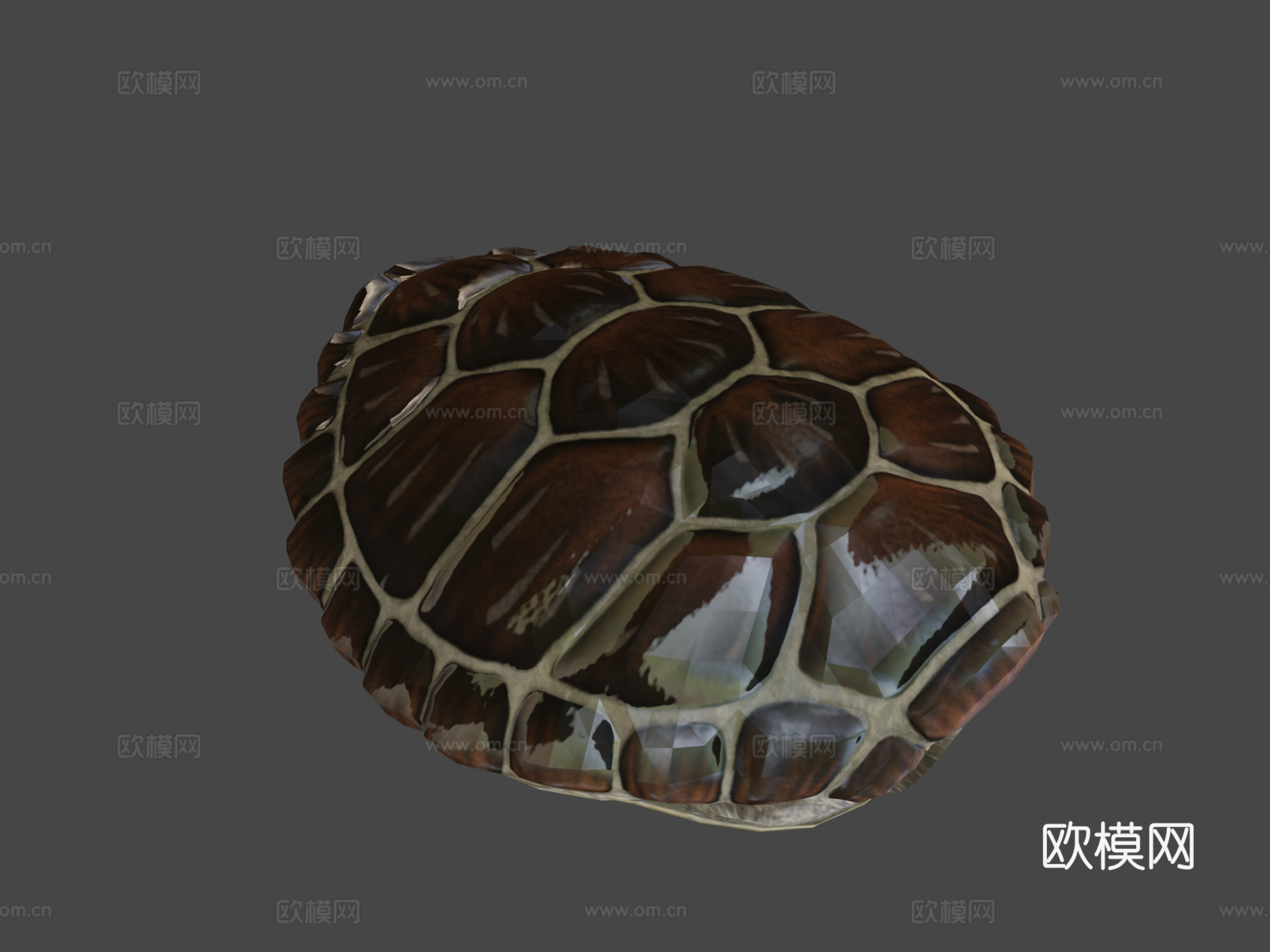 绿海龟3d模型下载（渲染图7）