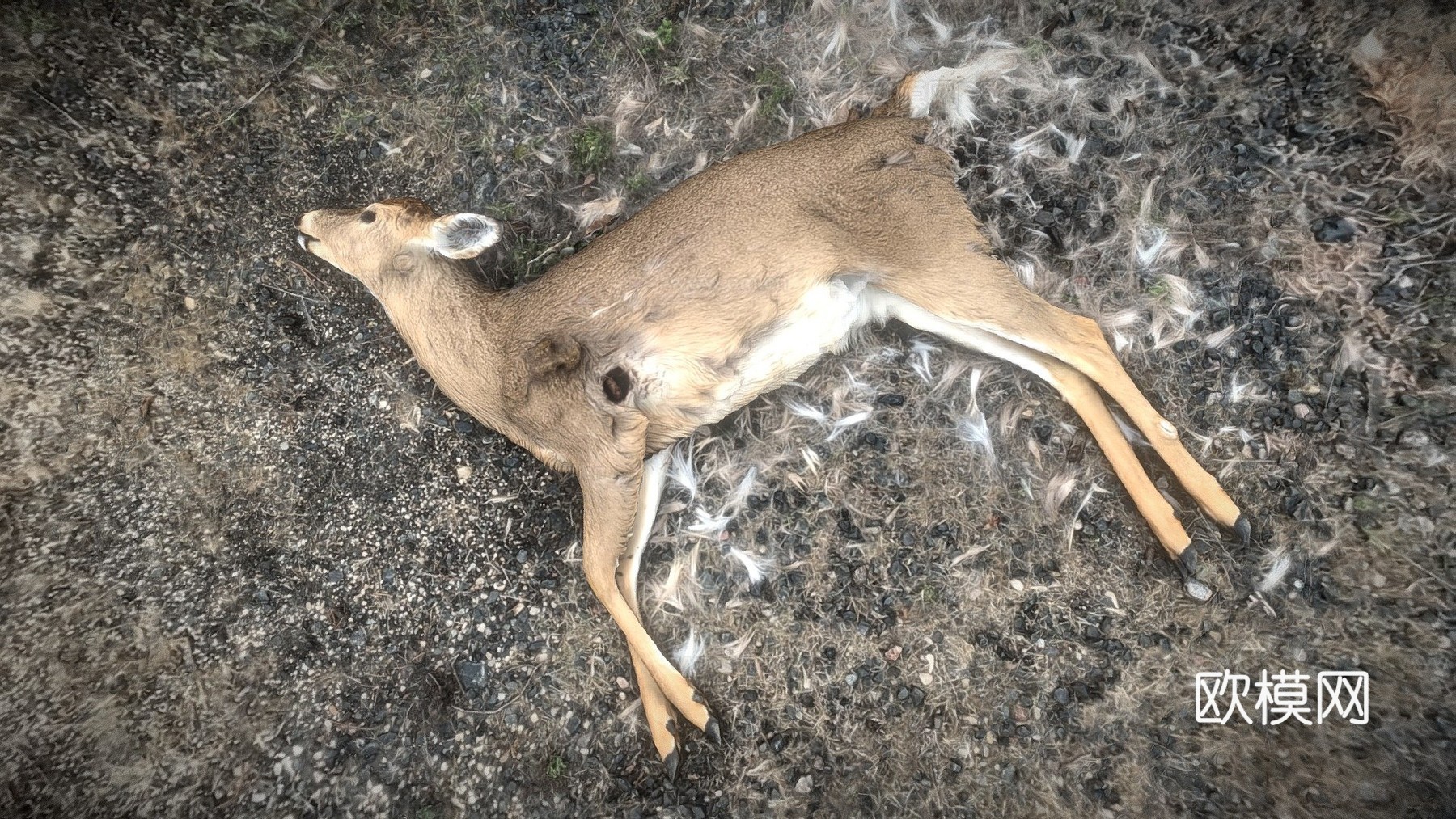 白尾鹿尸体原始扫描3d模型下载（渲染图1）