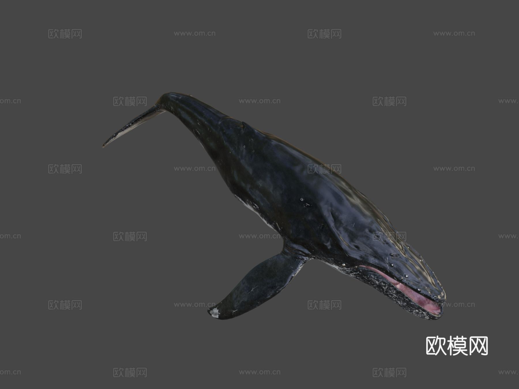 座头鲸绑定3d模型下载（渲染图7）