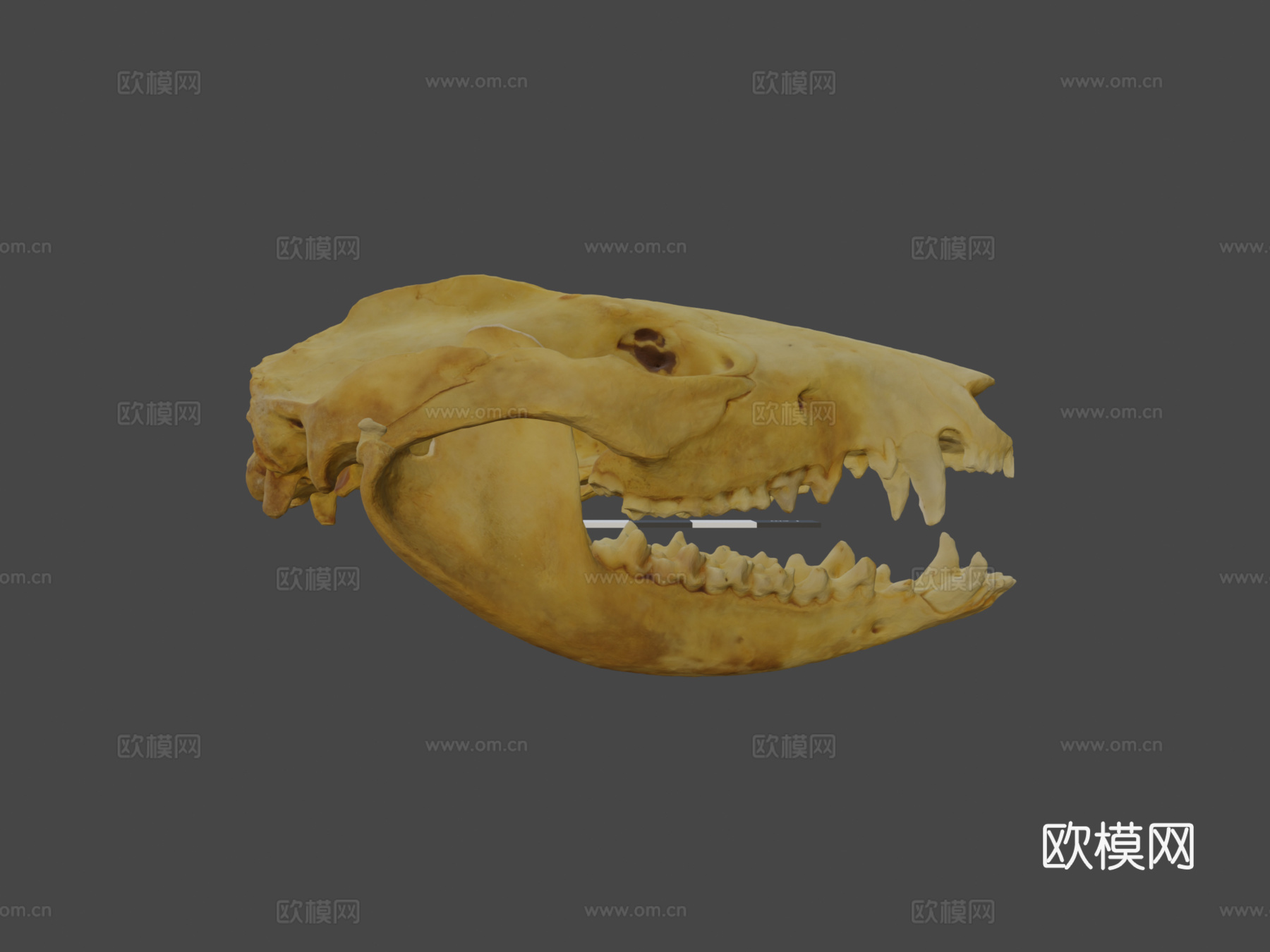 负鼠头骨3d模型下载（渲染图6）