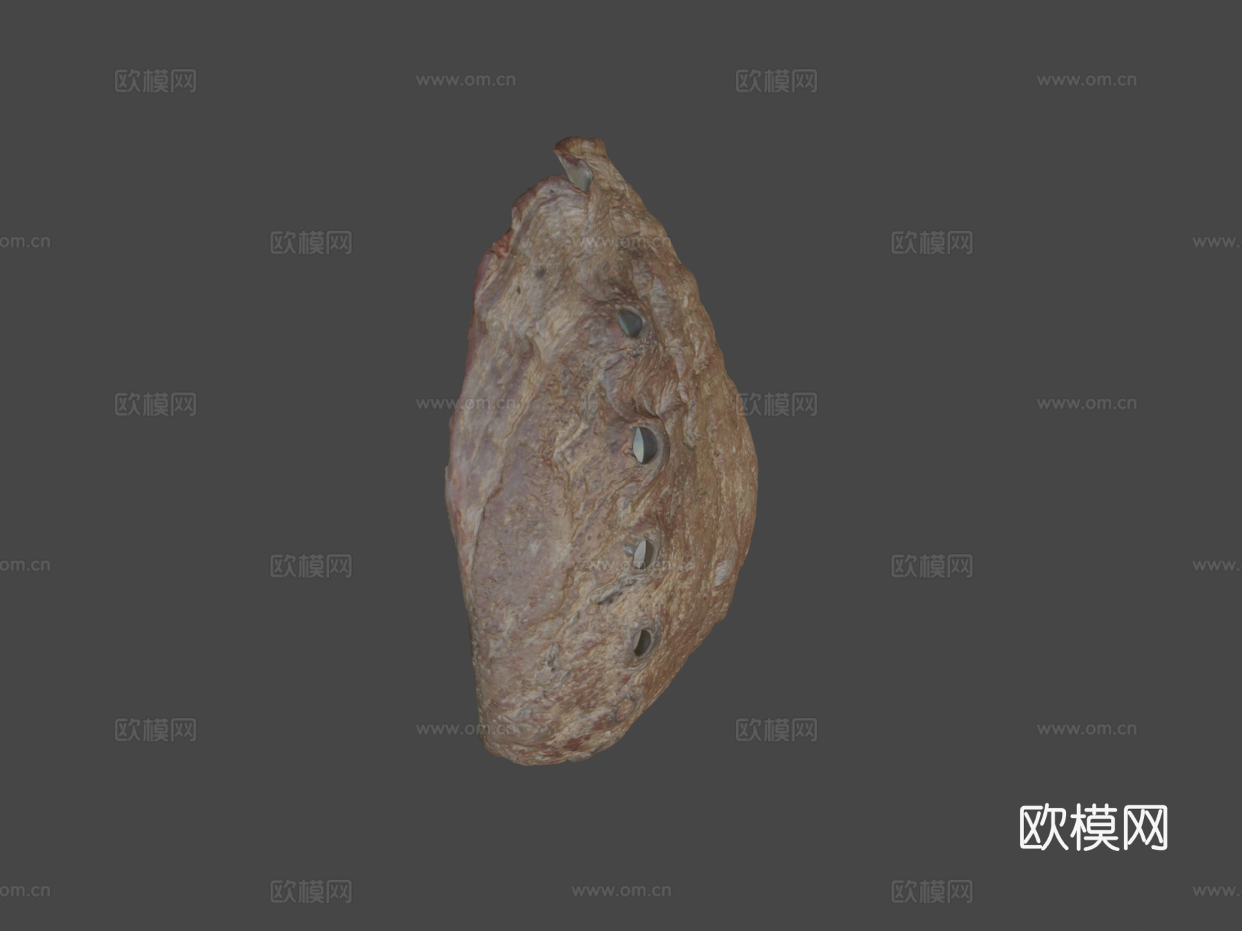 鲍鱼壳3d模型下载（渲染图5）