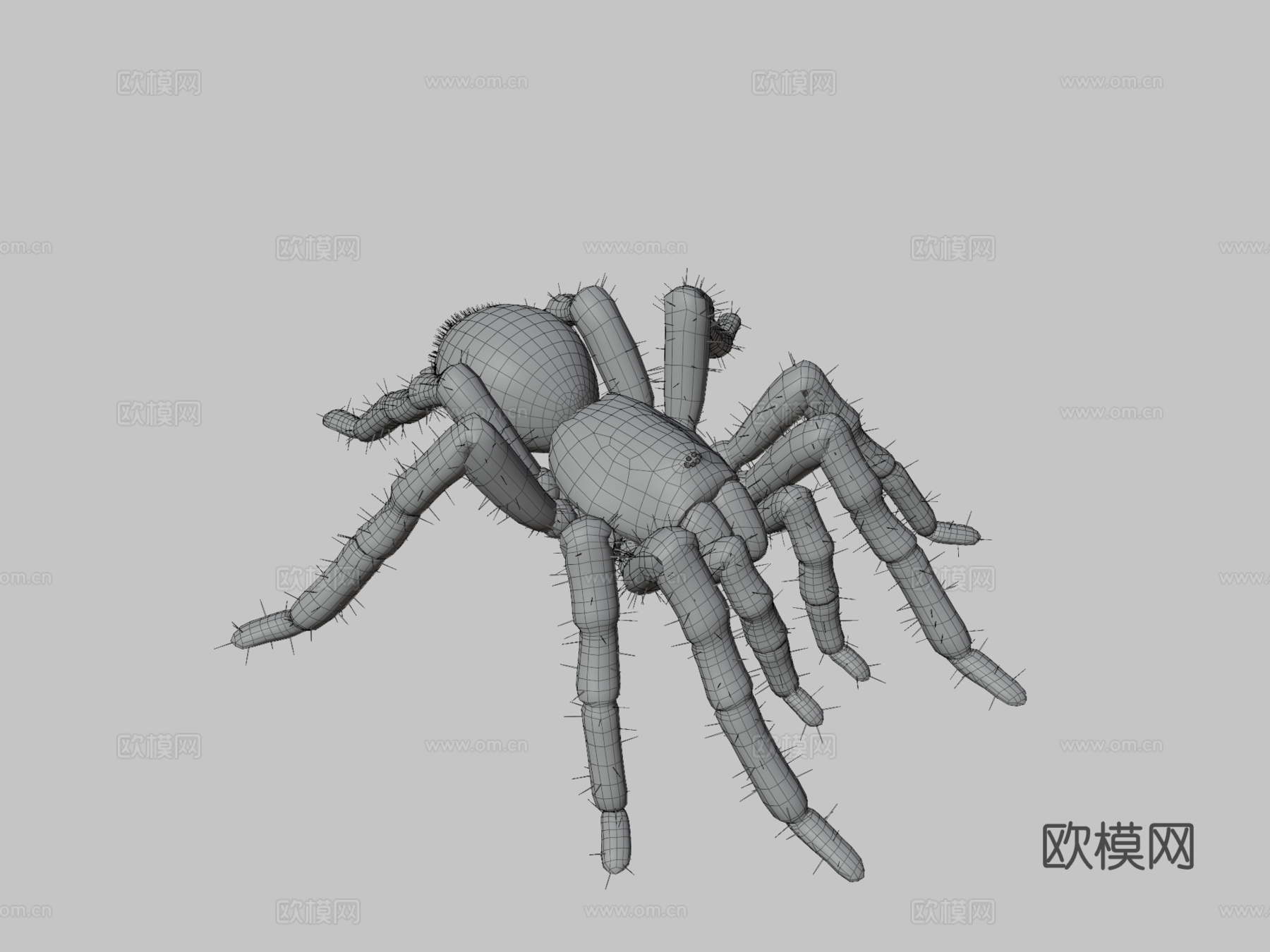 狼蛛巨型蜘蛛3d模型下载（渲染图3）